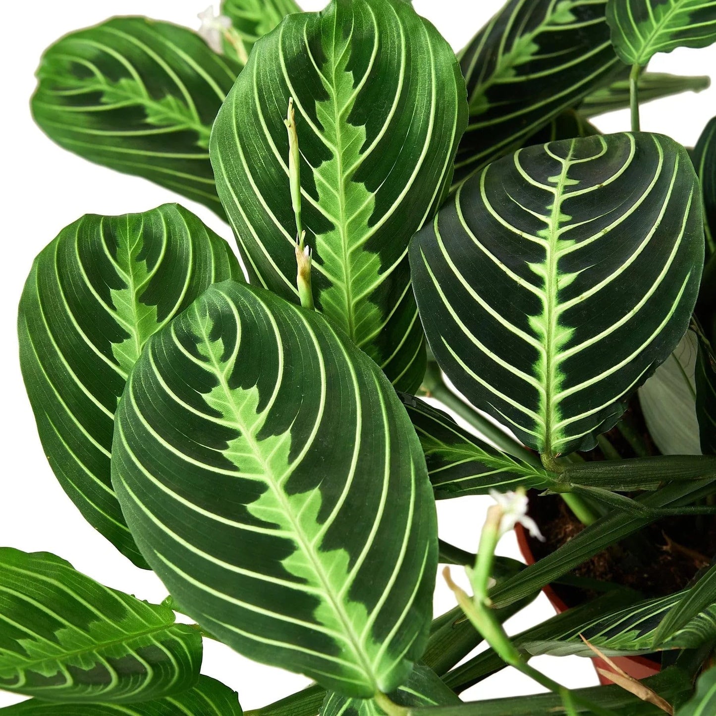 Maranta 'Lemon Lime' | Live Plant for Indoor & Outdoor | for Living Room, Office, Bathroom | (4" Pot)