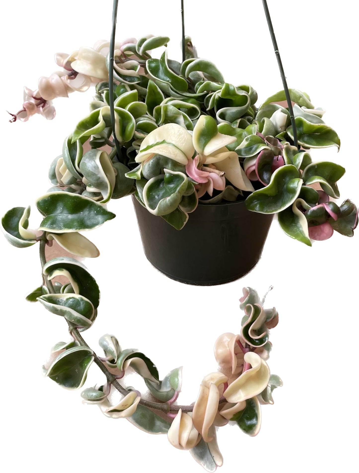 Variegated Hoya Compacta aka Hoya Hindu Rope Variegated Available in 2", 4", and 6" Pot Live Hoya Plant Prime Plants California (1 Small Plant/stem, 4" Pot)