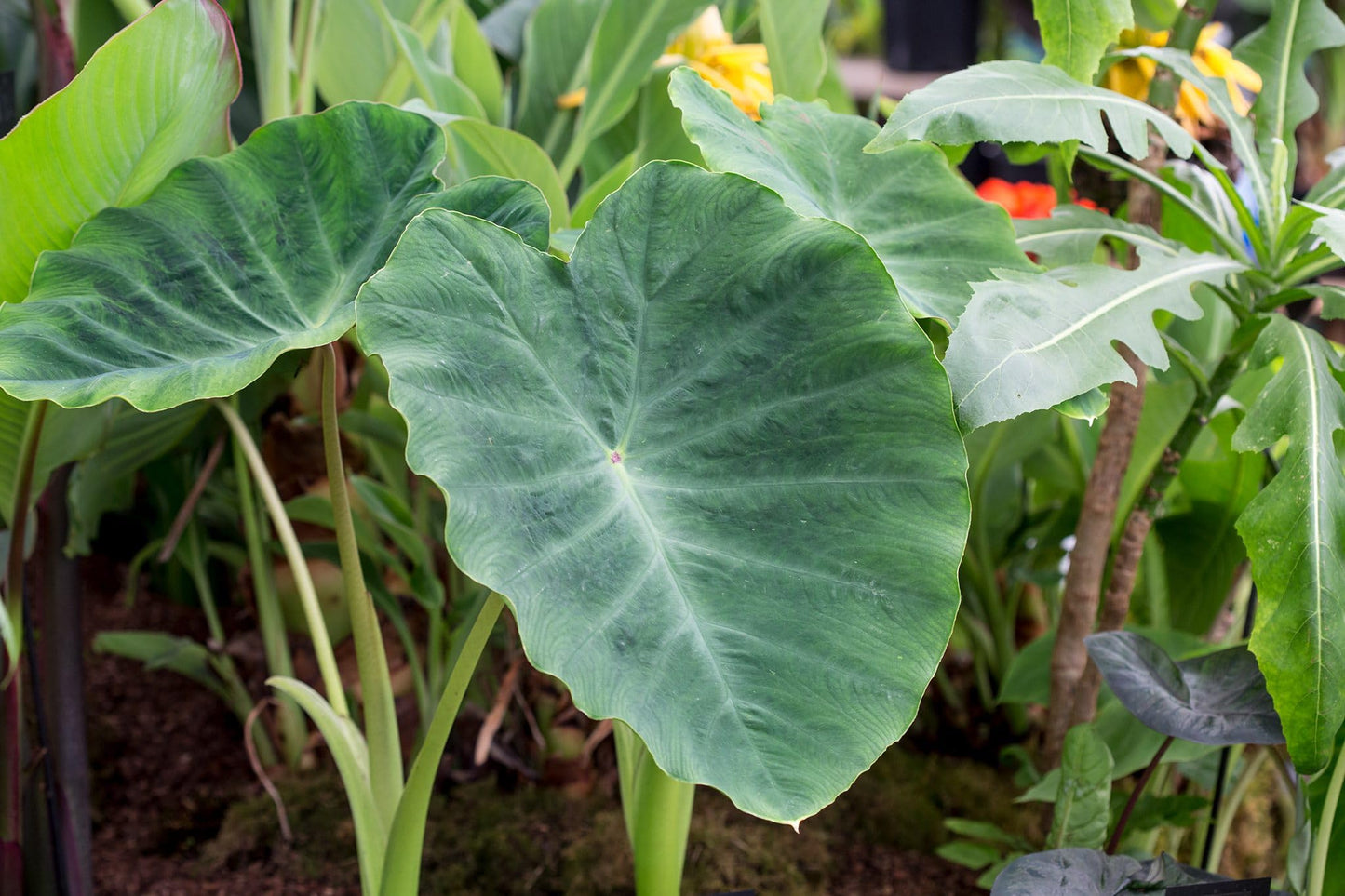15 Green Dwarf Taro Elephant Ear Water Lily Pond Water Plant Bulbs by Greenhouse PCA