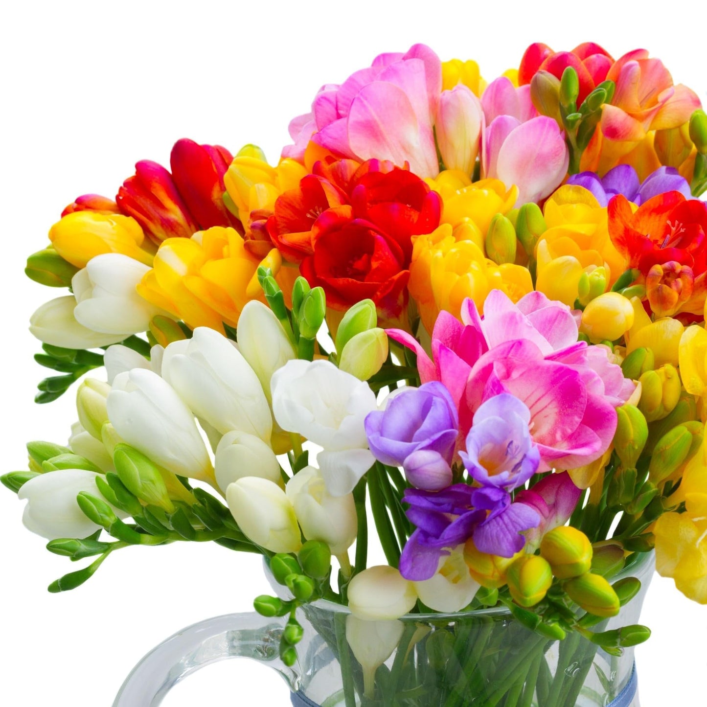 Easy to Grow Freesia 'Bountiful Bouquet Collection' Plant Bulbs (60 Pack) - Fragrant Single Flowering Blooms in Spring Gardens