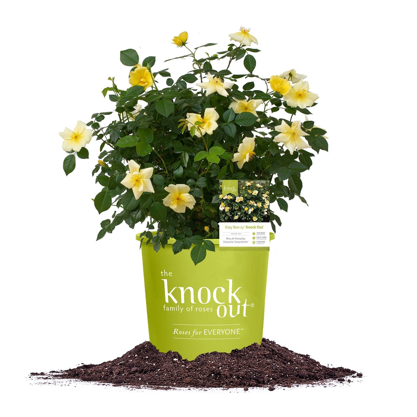 Perfect Plants Easy Bee-zy™ Knock Out® Rose Bush 1 Gallon | Live Rose Shrub | Fresh Roses