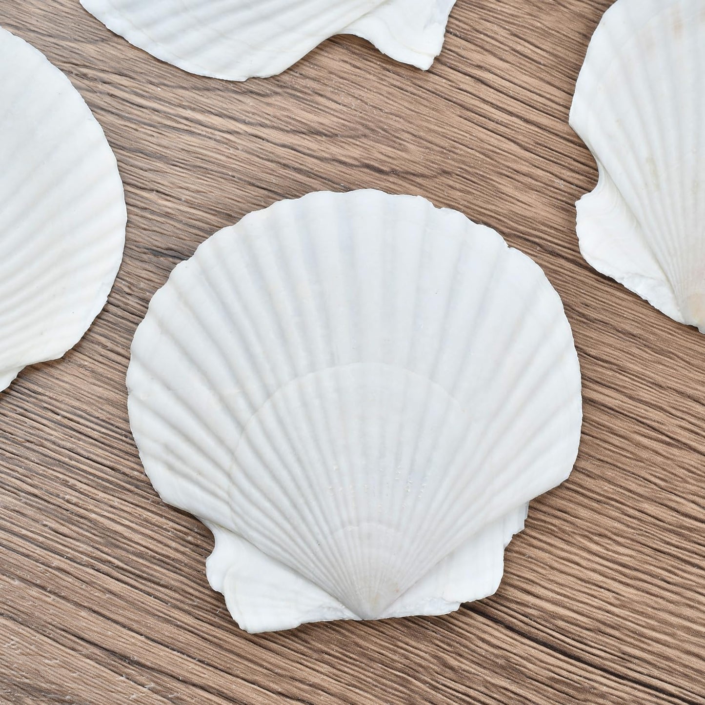 The Left Bridge Scallop Shells Decoupage Kit, DIY Sea Shells with Decoupage Paper, Coastal Home Decor Crafting Kit for Adults, Chinoiserie Style Handmade Shell Craft Ornaments (No Glue and Pigment)
