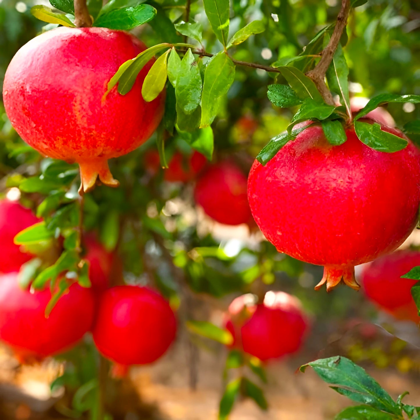 Eversweet Pomegranate Tree Live Plant – Seedless Sweet Pomegranate Plant for Home Garden, Orchard & Outdoor Growing, Hardy Fruit Trees for Sale (2 Gallon/Potted/Single Plant)