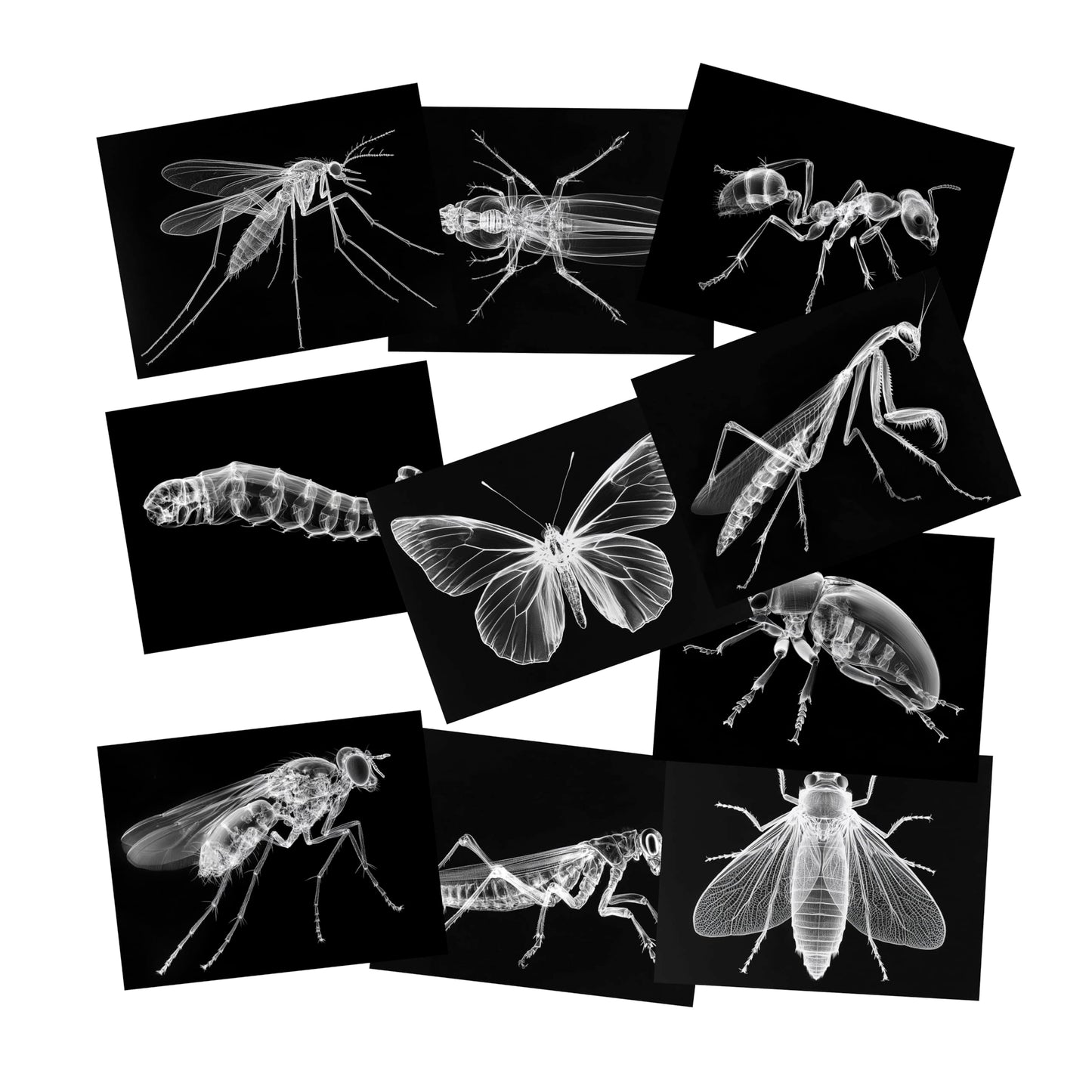 Animal X-Ray Set, Educational Science Kit, Light Table Accessory for Children (Insects)
