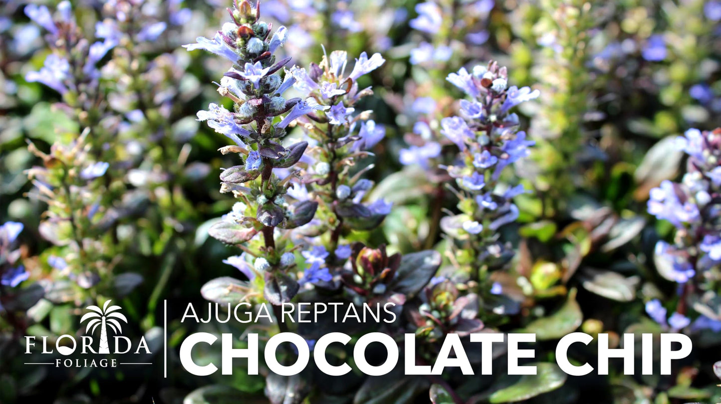 Ajuga Chocolate Chip | 3 Live Plants | Ajuga reptans | Ground Cover Perennial | Pathways and Gardens, Blue Flowers, Drought Tolerant, Easy to Grow, Fast Spreading, Low Maintenance