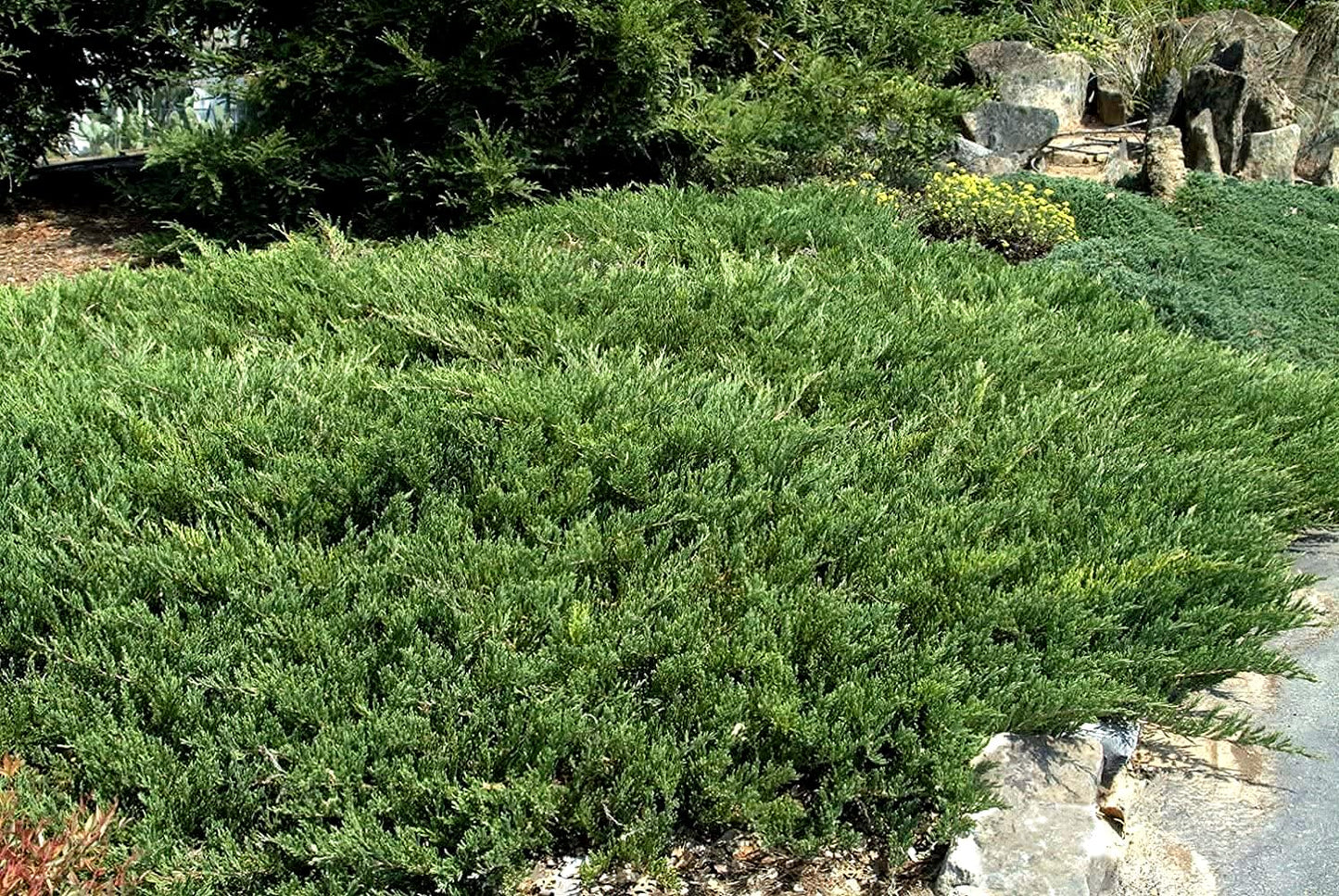 Juniper Andorra Compacta | 3 Live 4 Inch Pots | Juniperus horizontalis ‘Andorra Compacta’ | Low-Growing Evergreen Ground Cover | Drought-Tolerant Landscaping Plants
