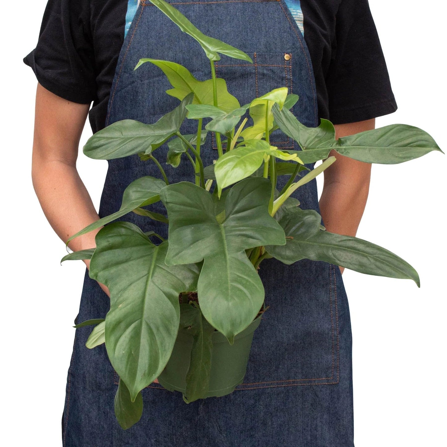 Philodendron Silver Sword | Live Plant for Indoor & Outdoor | for Living Room, Office, Bathroom | (4" Pot)