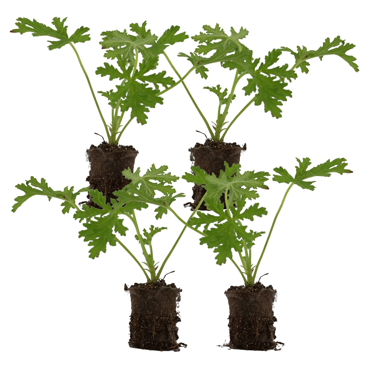 Live Citronella Geranium Plant Plugs (4-Pack), Pelargonium Citronella Scented Seedlings