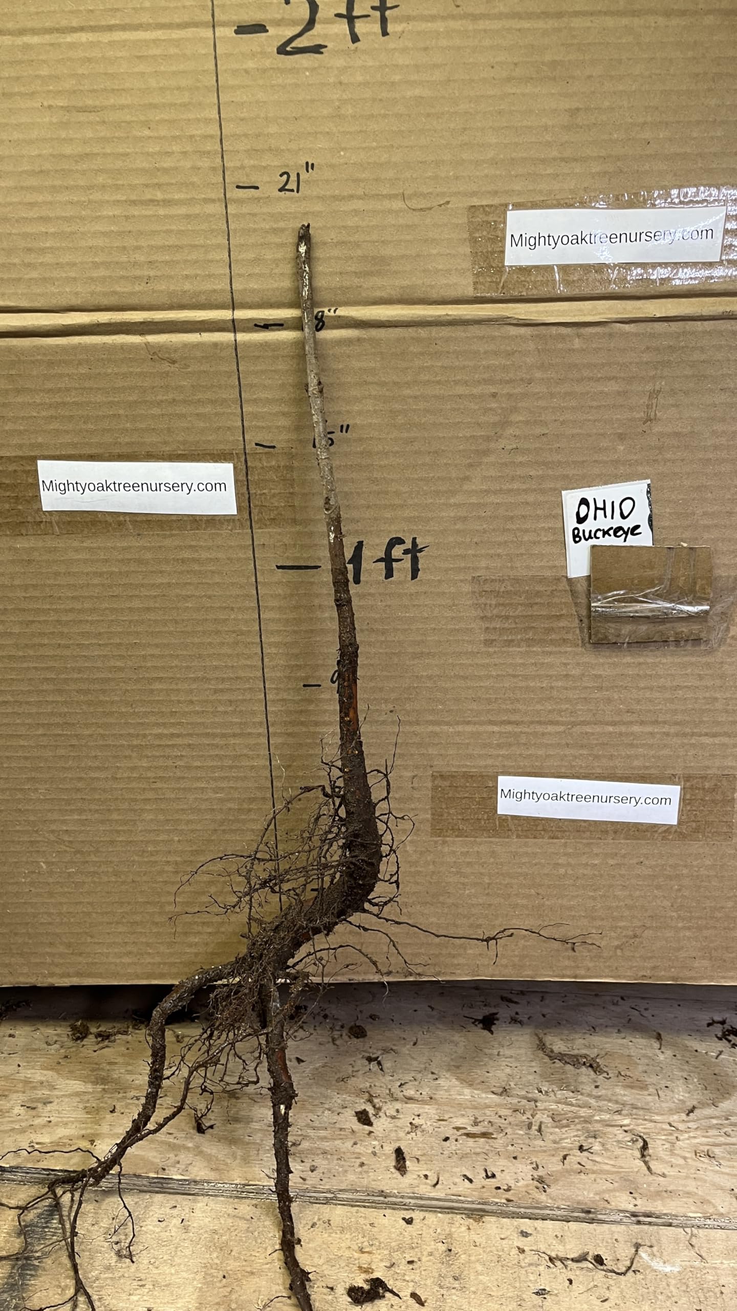 12-14" Tall Ohio Buckeye (Aesculus glabra), Bare Root 2 Year Old Plant