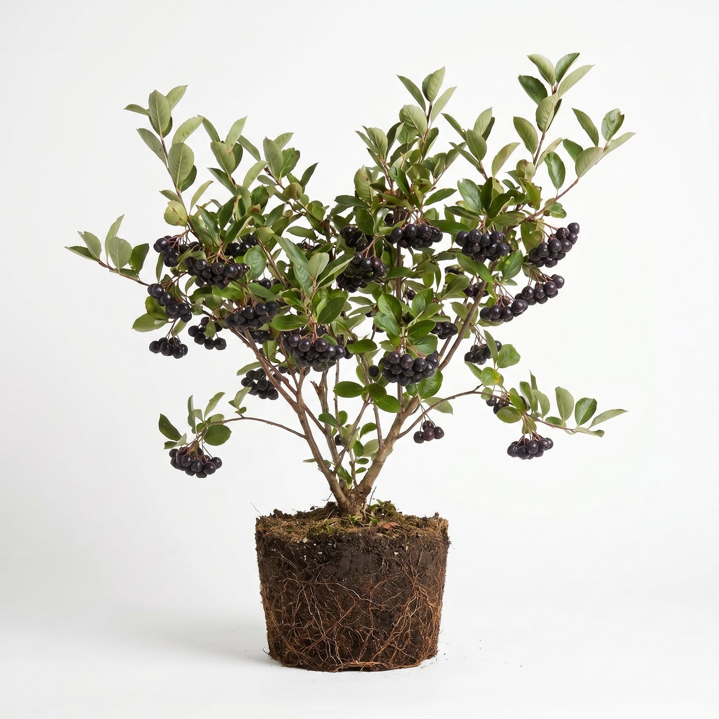 Black Chokeberry Tree, Hardy Aronia Fruit Tree 1.5-2 Feet Tall, Edible Berries, Landscaping and Garden Planting, Winter Dormant