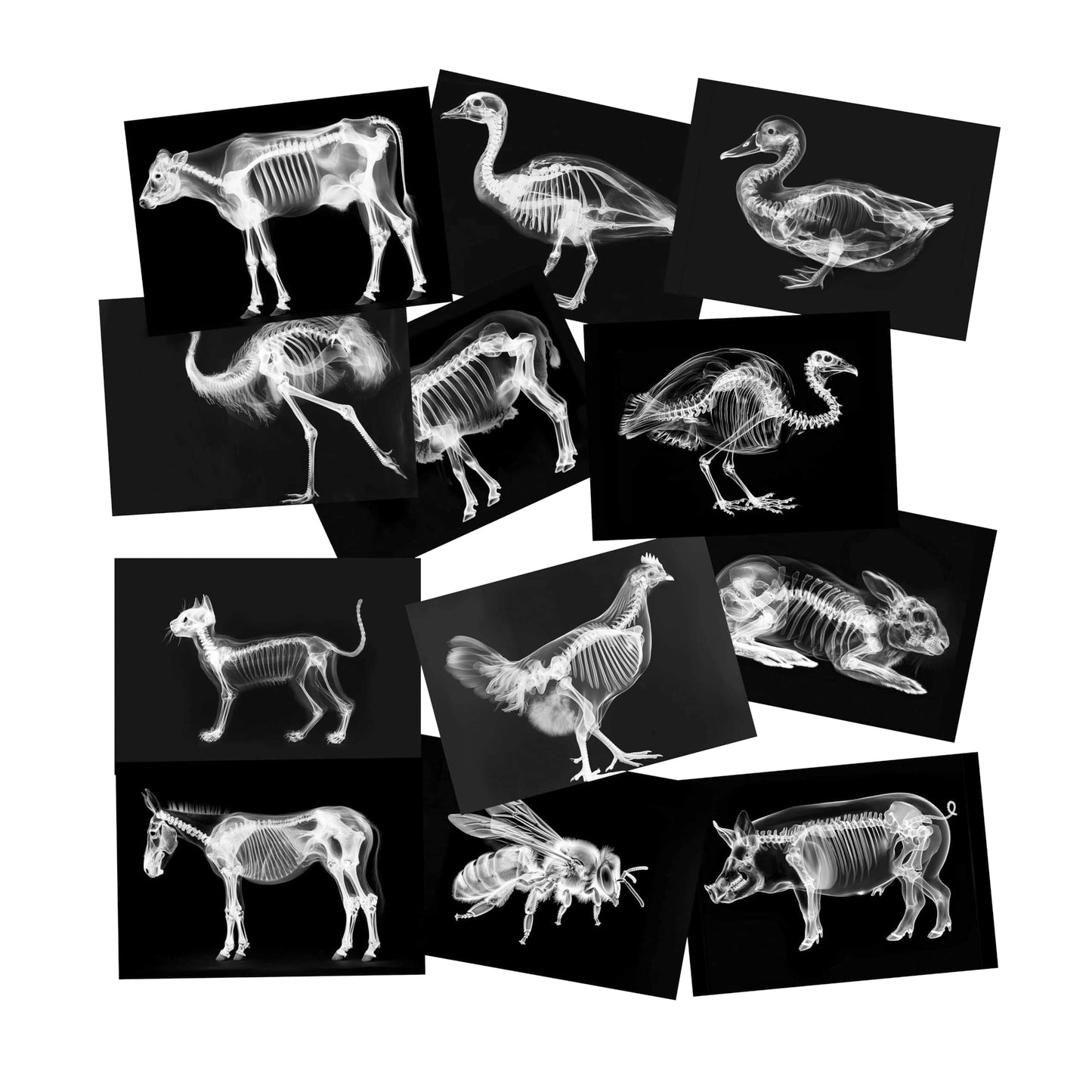 Animal X-Ray Set, Educational Science Kit, Light Table Accessory for Children (Farm Animals)