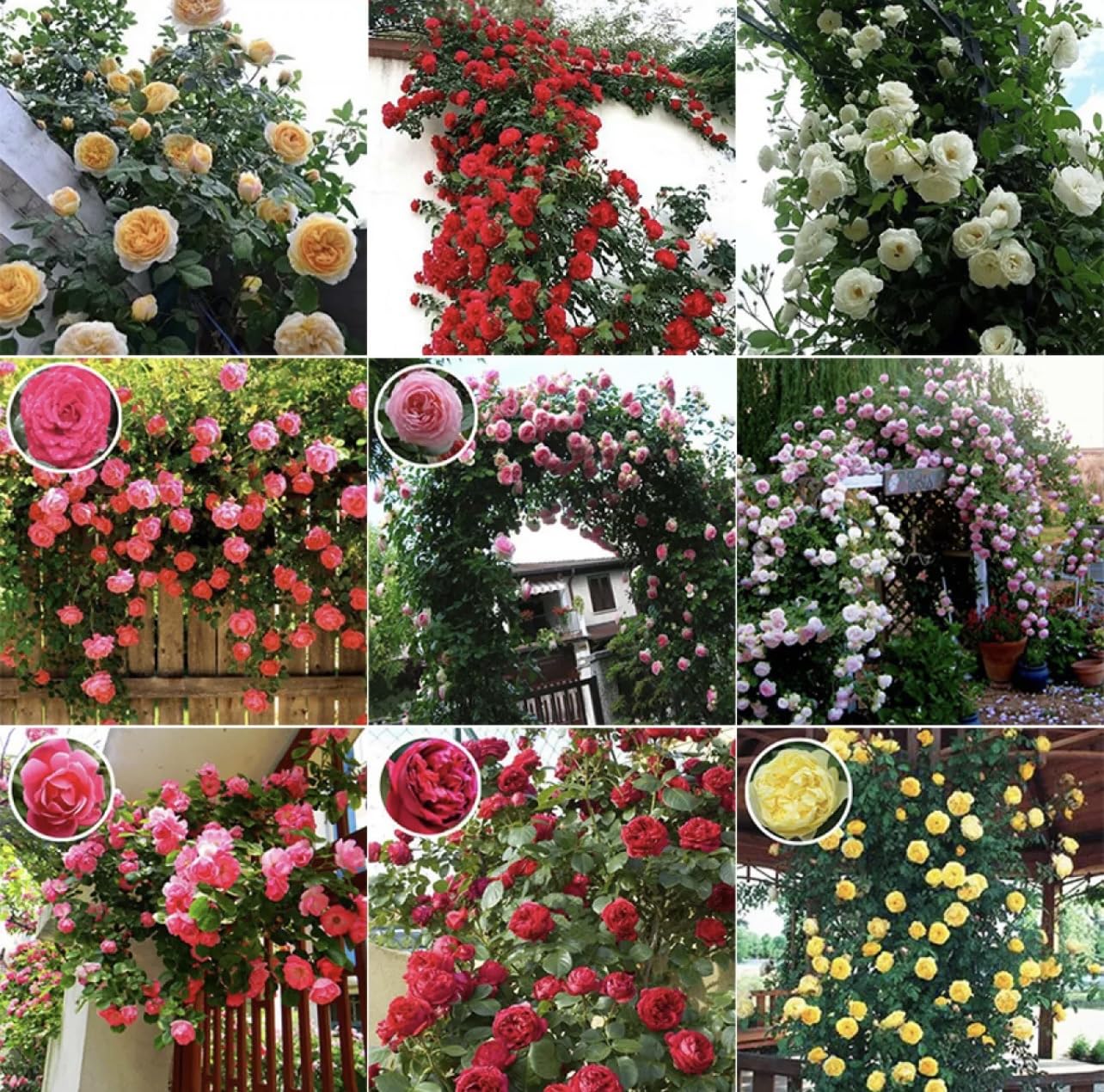Generic 100pcs Climbing Rose Flower Seeds Mixed