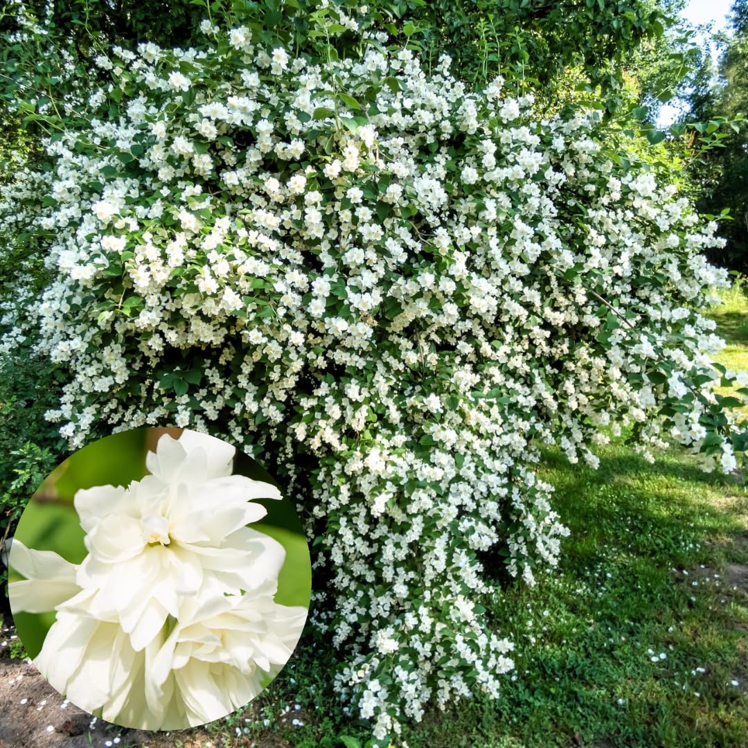 1 Year Old Philadelphus Mock Orange Bush Tree Live Plant, Very Fragrant, Cold Hardy, Dormant in Winter