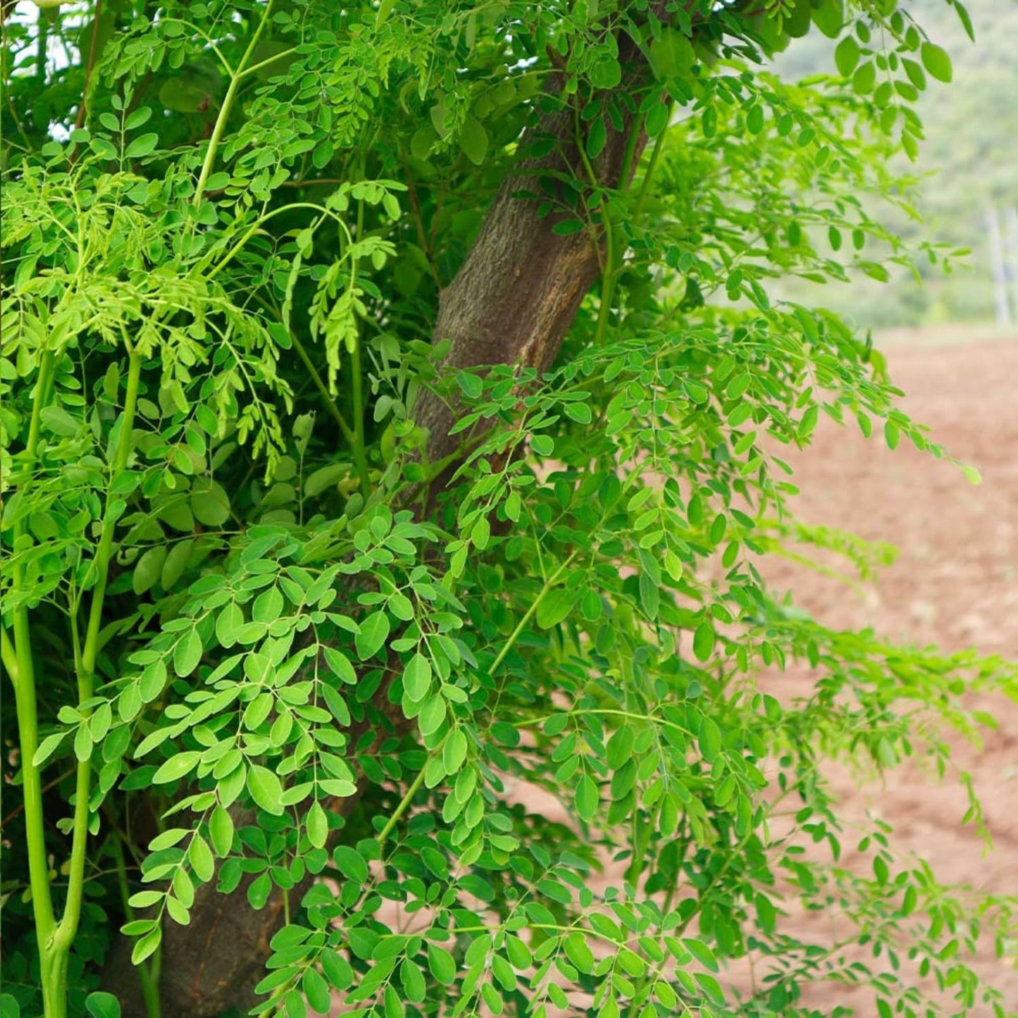 Moringa Plant Live in 4 Inch Pot, Hardy Perennial Moringa Oleifera Drumstick Tree Herb Plant