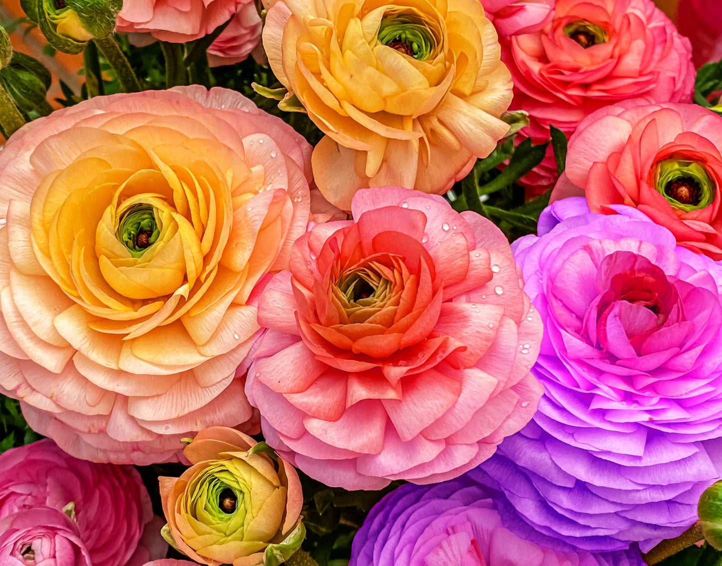 Mixed Peony Ranunculus Bulbs- Persian Buttercup -10 Corms Bulbs Flowering Blooms Perennial Bulbous Root Garden Plant (Mixed Ranunculus Bulbs)