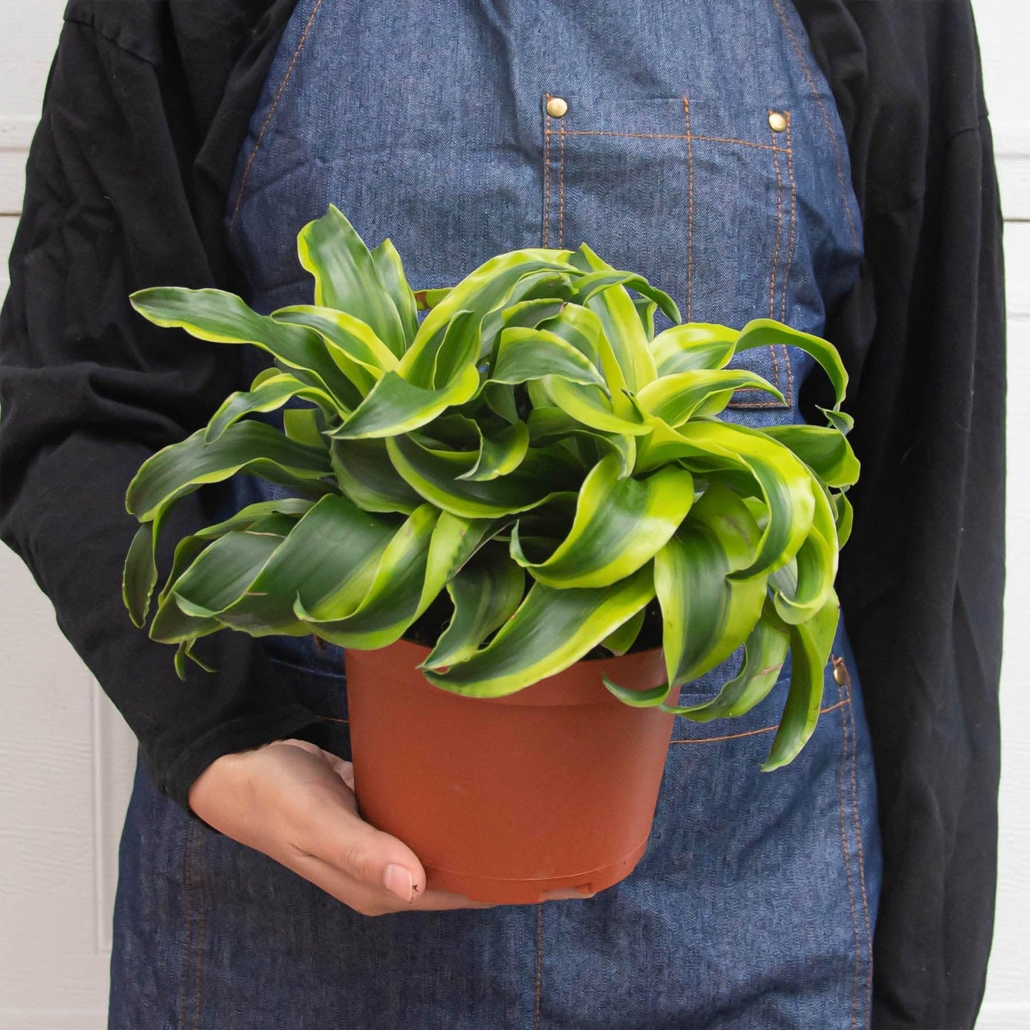 Dracaena 'Tornado' | Live Plant for Indoor & Outdoor | for Living Room, Office, Bathroom | (6" Pot)
