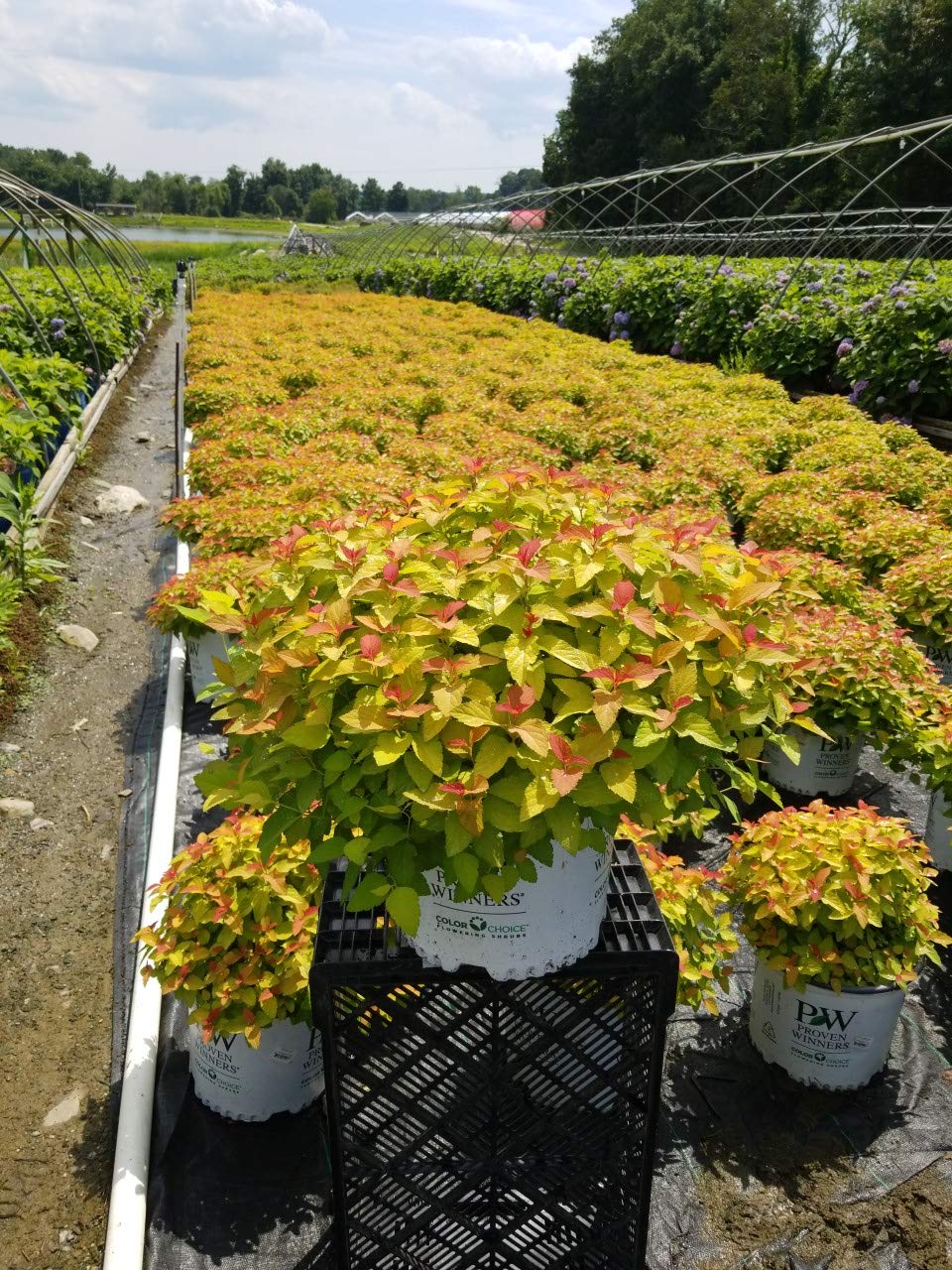 Proven Winners - Spiraea Double Play `Candy Corn` (Spirea) Shrub, Orange,red & Yellow Foliage, #2 - Size Container