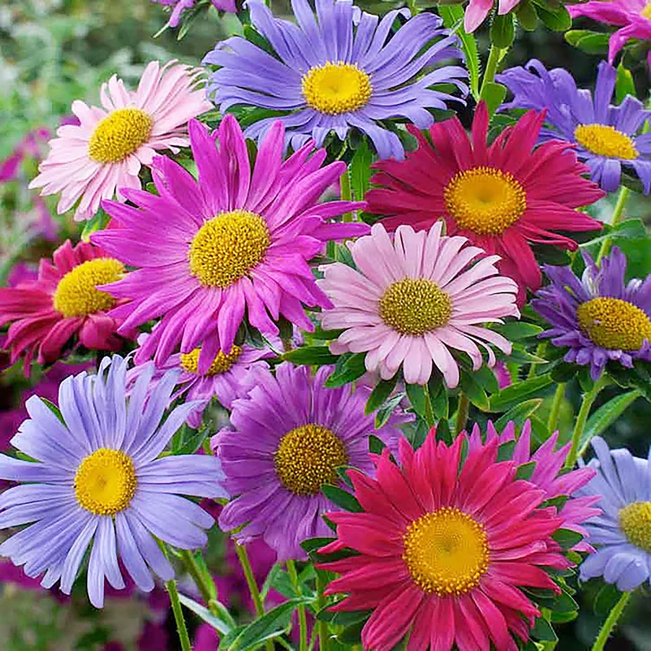 Powderpuff China Aster Mix Seeds - 1000 Seeds