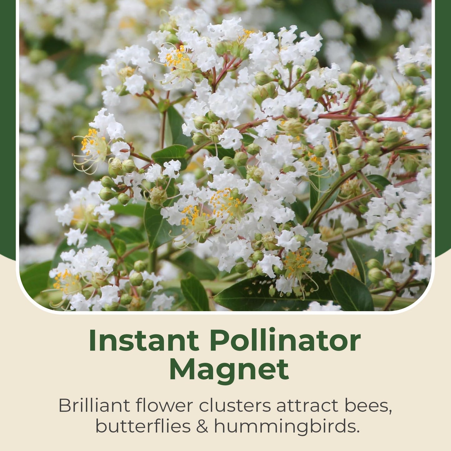 Crape Myrtle Natchez Shrub with White Flowers - Summer Blooming Flowering Trees in 3 Gal Pot - Grows Upto 12-16' x 6-8' - Low Maintenance Shrubs (1 Count)
