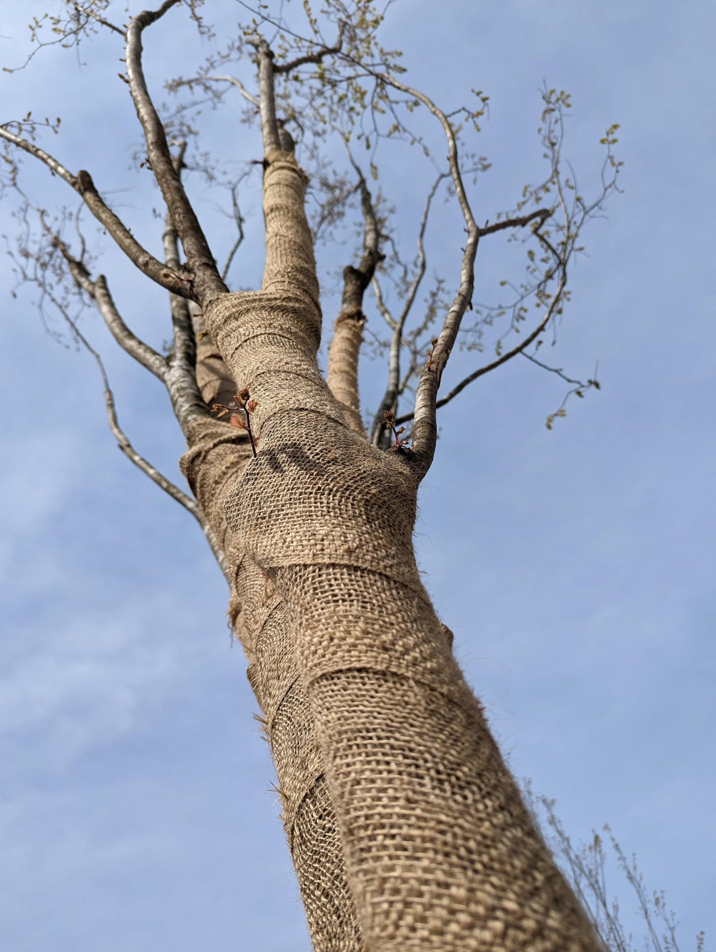 Rocky Mountain Goods Burlap Fabric Roll 3 Ft X 150 Ft - Bulk Burlap -Gardening, Tree Protection, Weeds Barrier, Hay, Crafts Bees - Biodegradable
