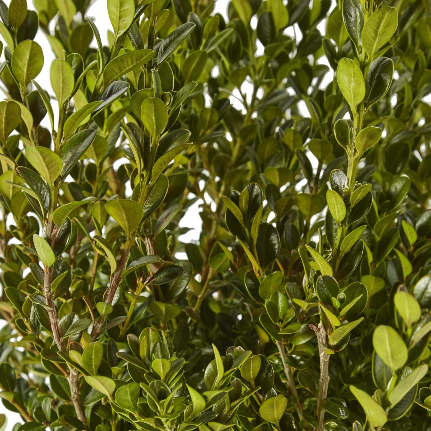 Boxwood Wintergreen, 1 Gallon