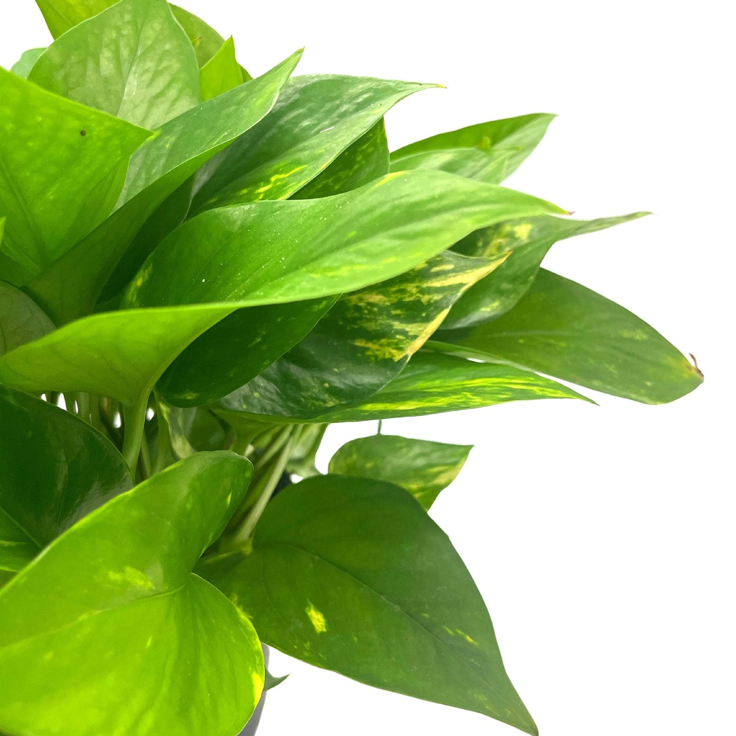 BubbleBlooms Golden Pothos, Variegated 6 inch Pothos, Epipremnum aureum, Devil's Ivy