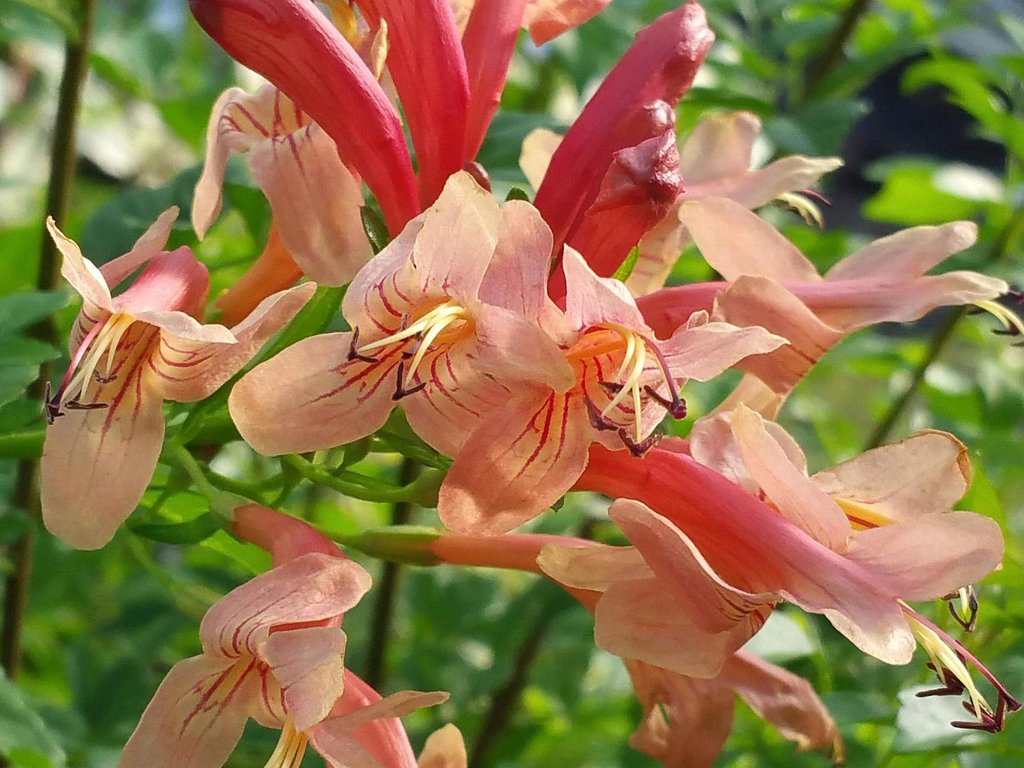 Mango Honeysuckle - Tecoma capensis -Live Semi-Tropical Plant - Peach Flower - Emerald Godess Gardens - Starter Sz 4 Inch Pot