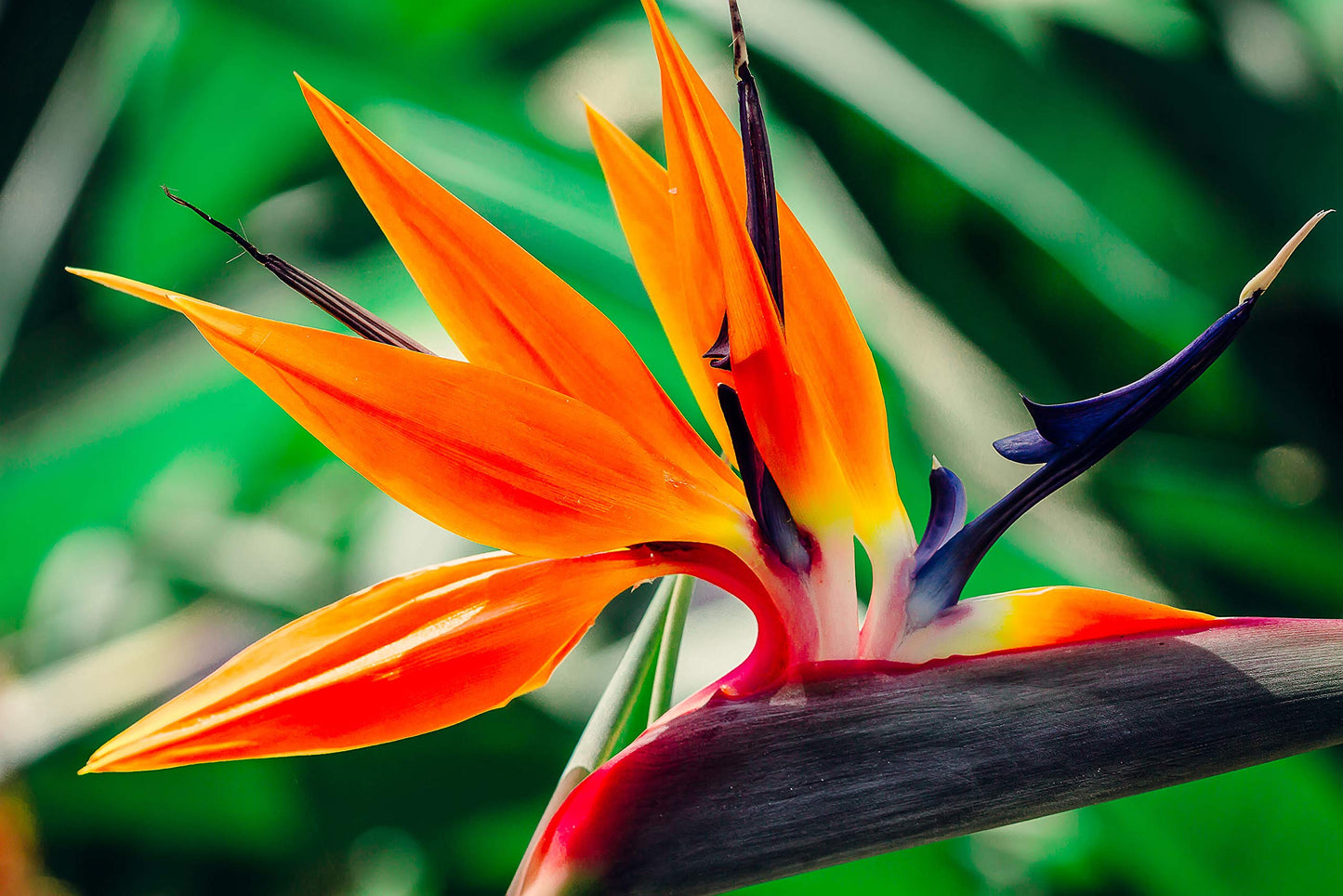 Bird of Paradise Hawaii Strelitzia Starter Plant A