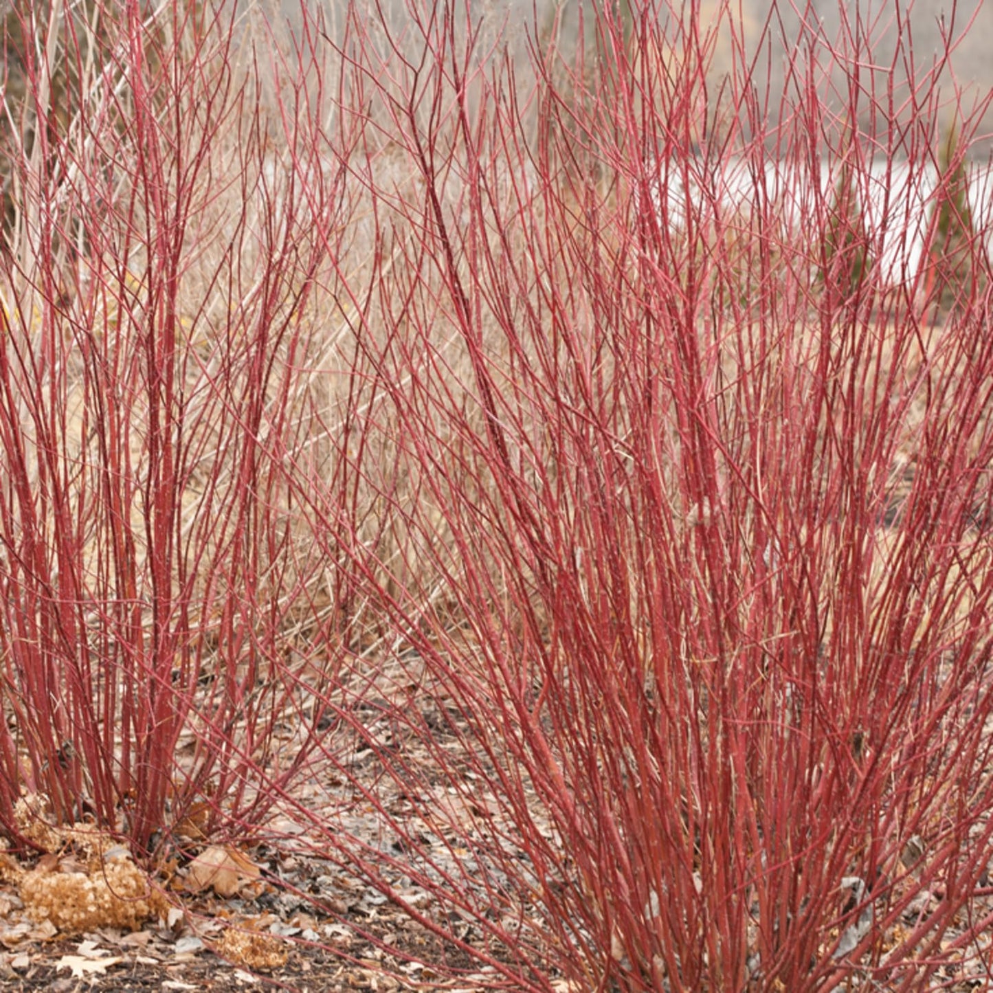 Proven Winners Arctic Fire Red Dogwood (Cornus stolonifera) Live Plant, 4.5" Qt, 4 Pack