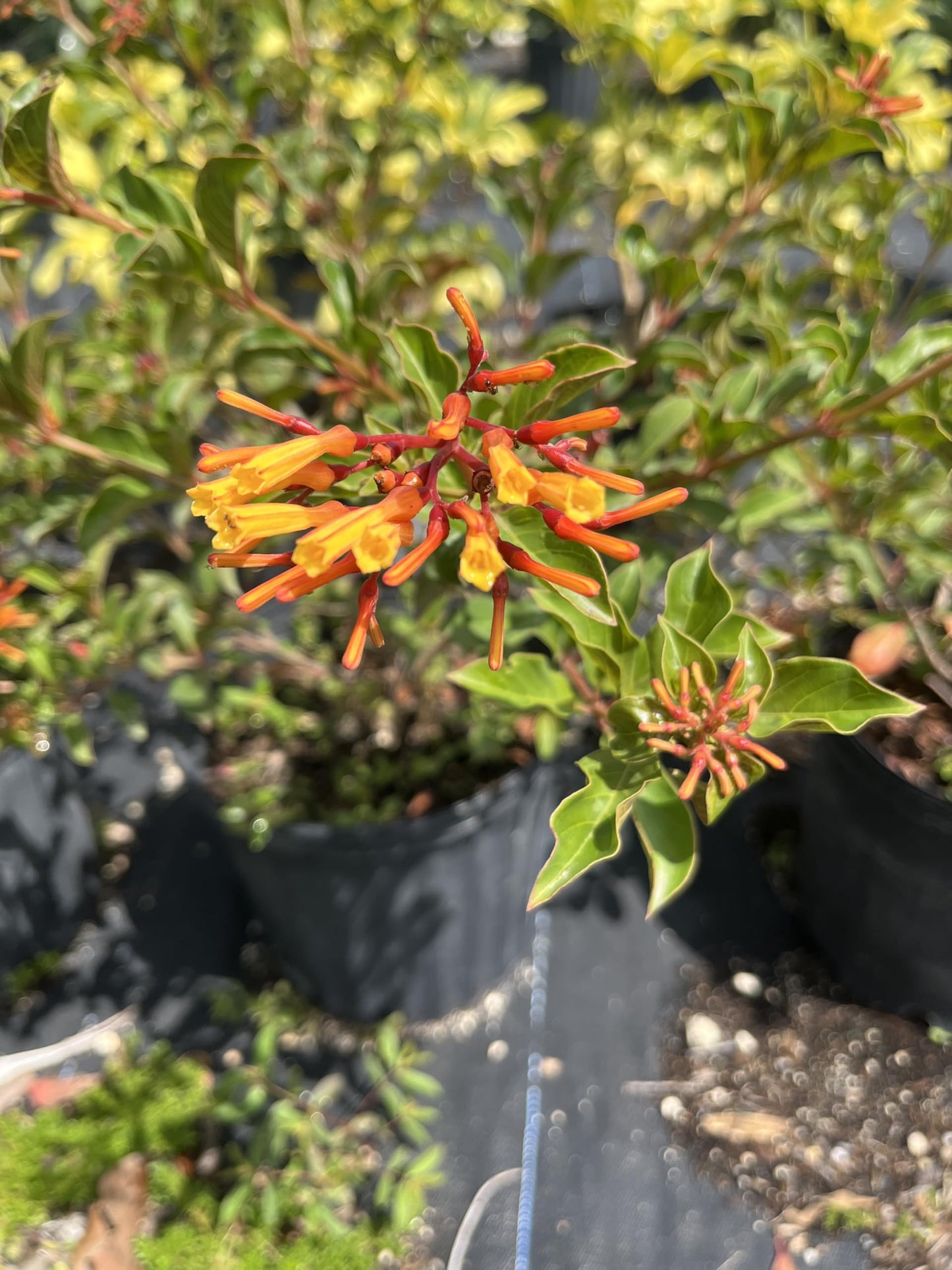 Dwarf Firebush Live Plant – Compact Hamelia Patens – Butterfly & Hummingbird Plant – Tropical Landscape Shrub – 1 Gallon