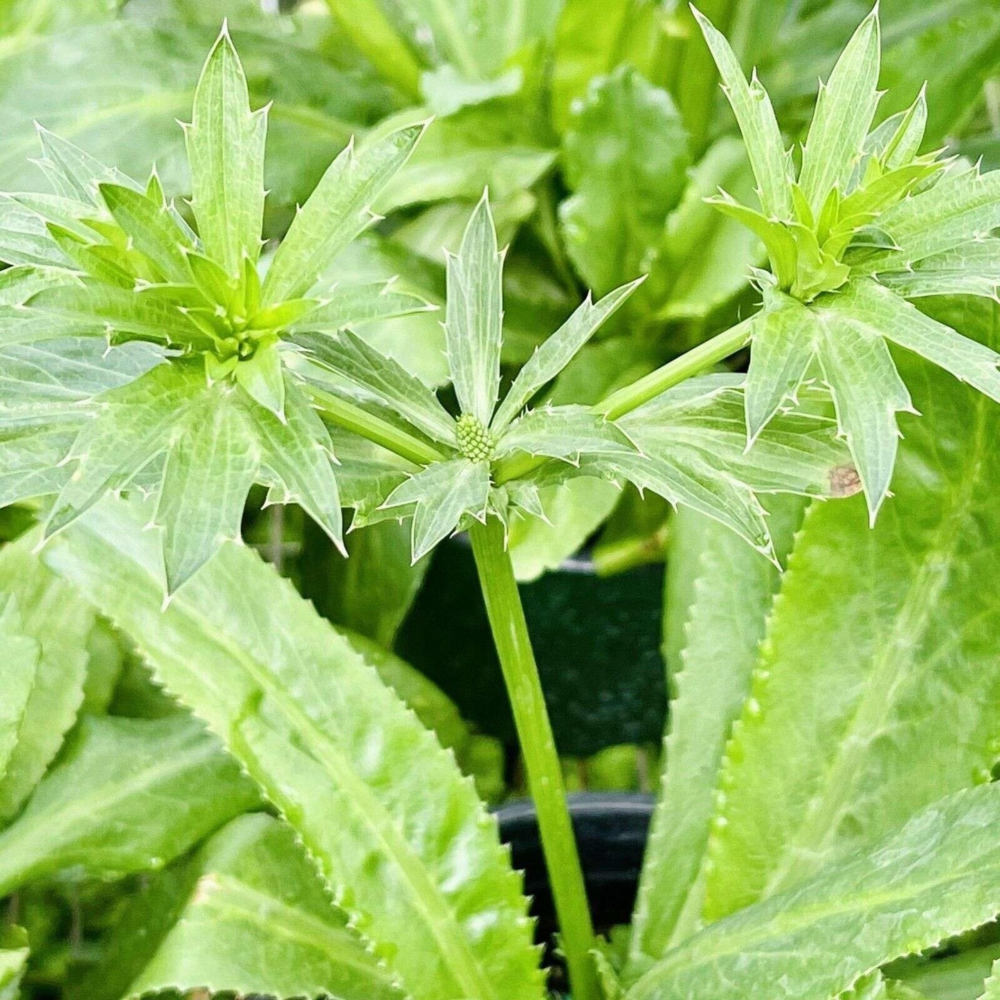 Live Plant - Long Coriander/Culantro (Eryngium Foetidum) Tropical Live Vibrant Thriving Pla