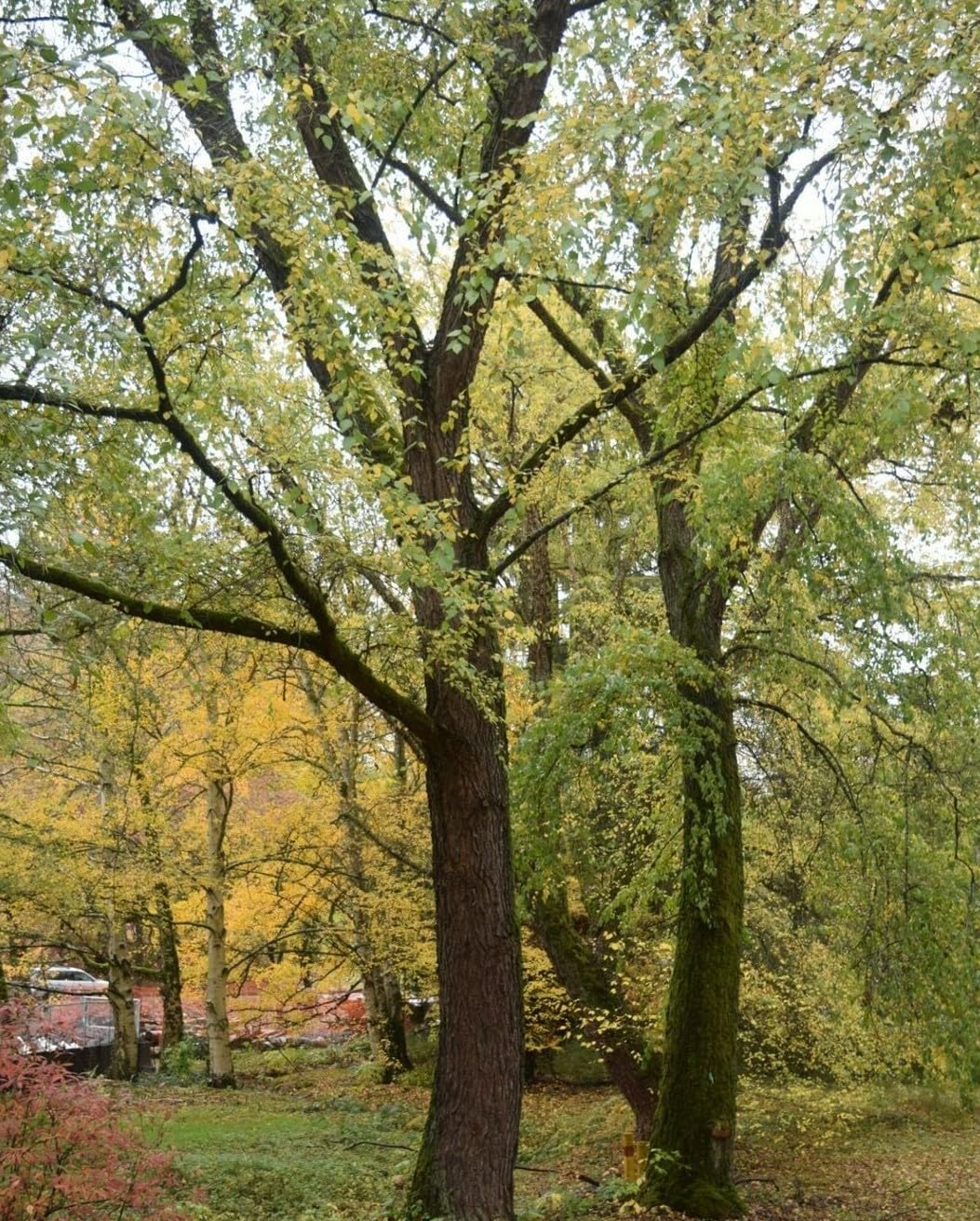 Live Plant - 3 River Birch Trees - 18-30" Tall - Live Plants - Bareroot - Betula nigra