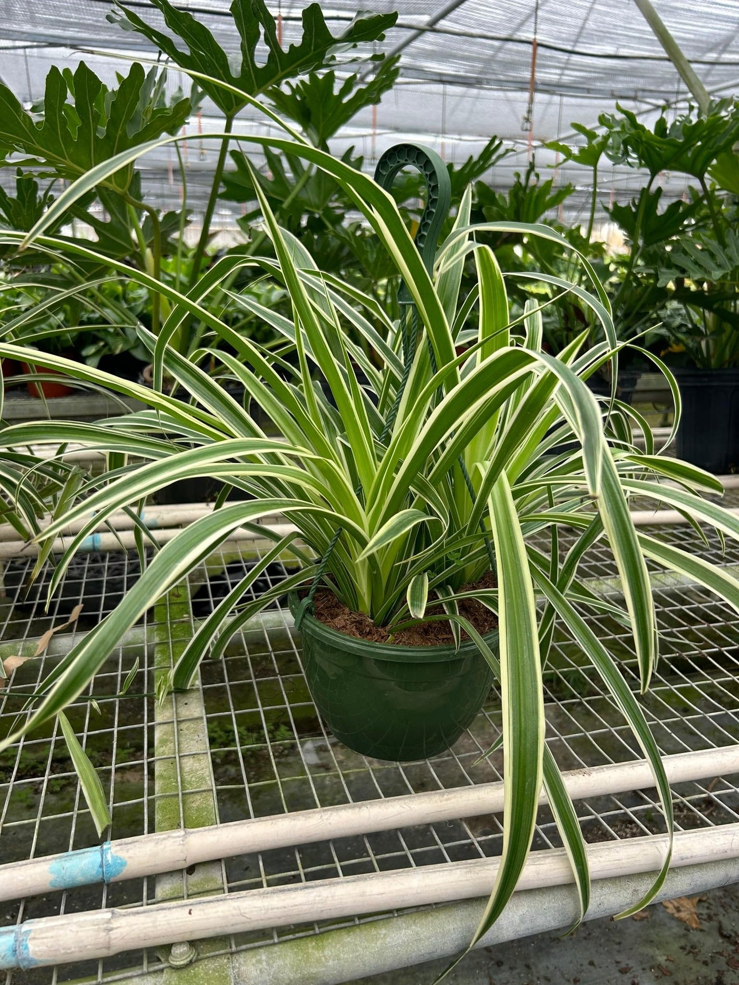 Spider Plant Reverse | Live Plant for Indoor & Outdoor | for Living Room, Office, Bathroom | (8" Pot)