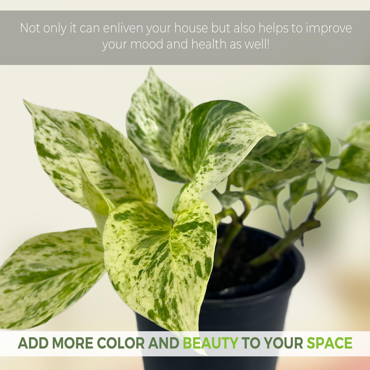 LEAL PLANTS ECUADOR Epipremnum Aureum Marble Queen (Pack of 2) Trailing Live Houseplants Neon Pothos | Natural Décor Plant | Marble Queen Photos