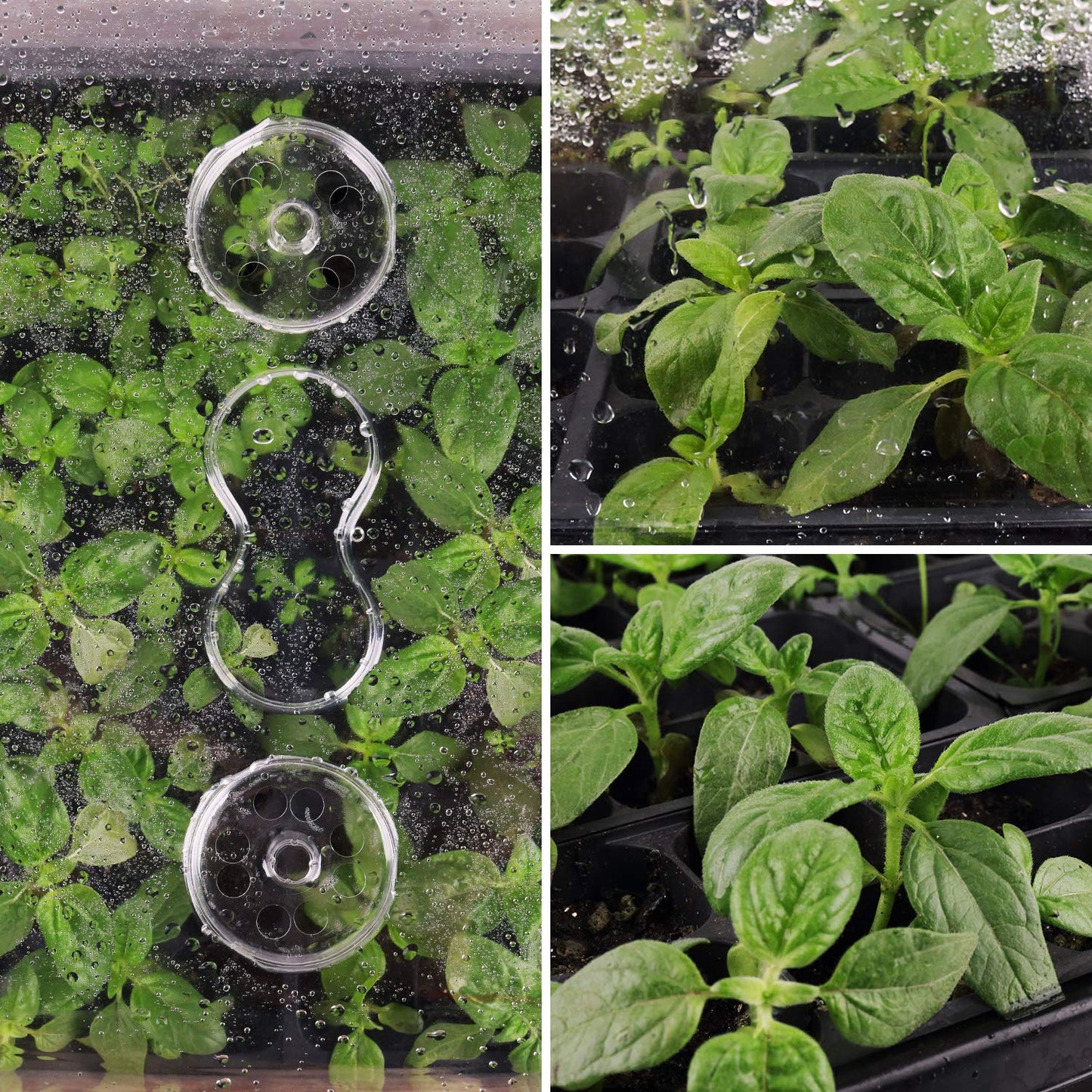 SOLIGT [Thick Plastic] 3-Set Strong Seed Starter Trays with 5" Humidity Domes for Seed Starting, Germination, Seedling Propagation & Plant Growing, Holds 144 Cells in Total