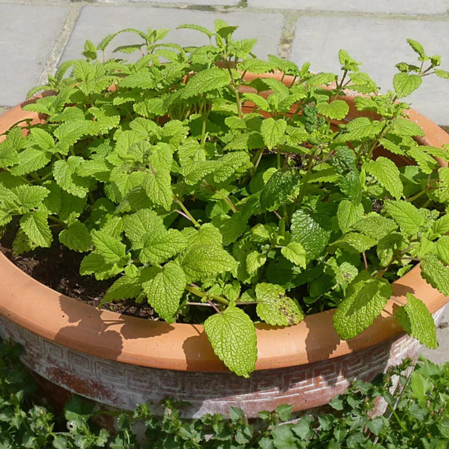 6 Random Mint Live Herb Plants, 4-6" Mixed Mint Varieties for Garden, Patio, and Container Growing