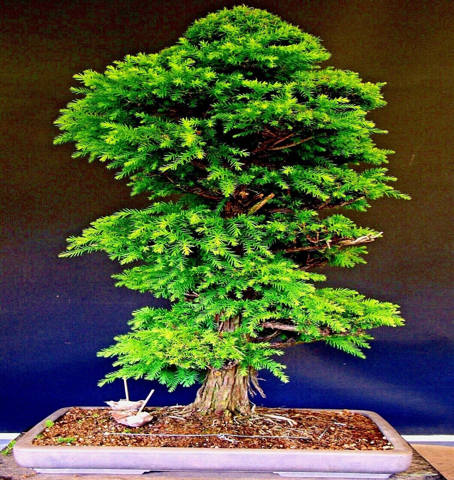 20 Seeds Cryptomeria Japonica | Japanese Red Cedar Tree Seeds Sugi Evergreen