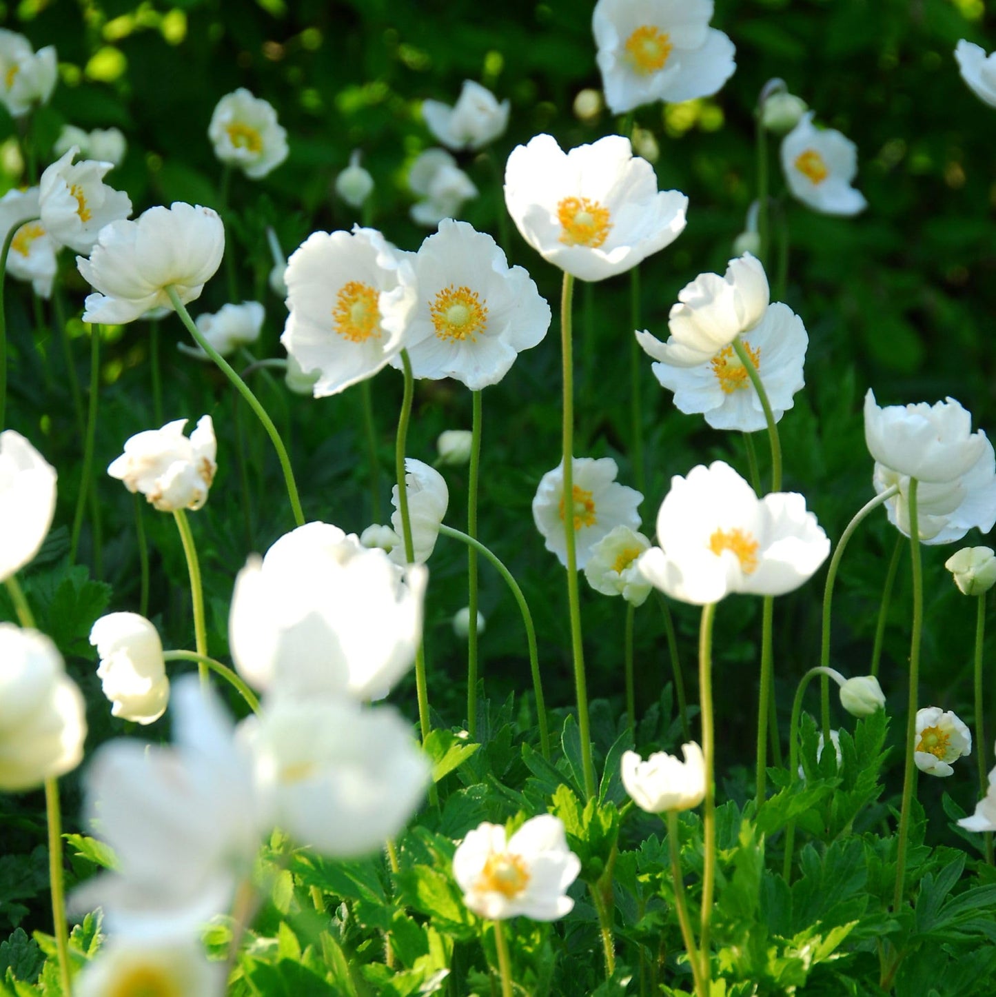 Easy to Grow Anemone Bride Pack of 20 Flower Bulbs - Spring White Blooms in Full Sun, Great for Cutting