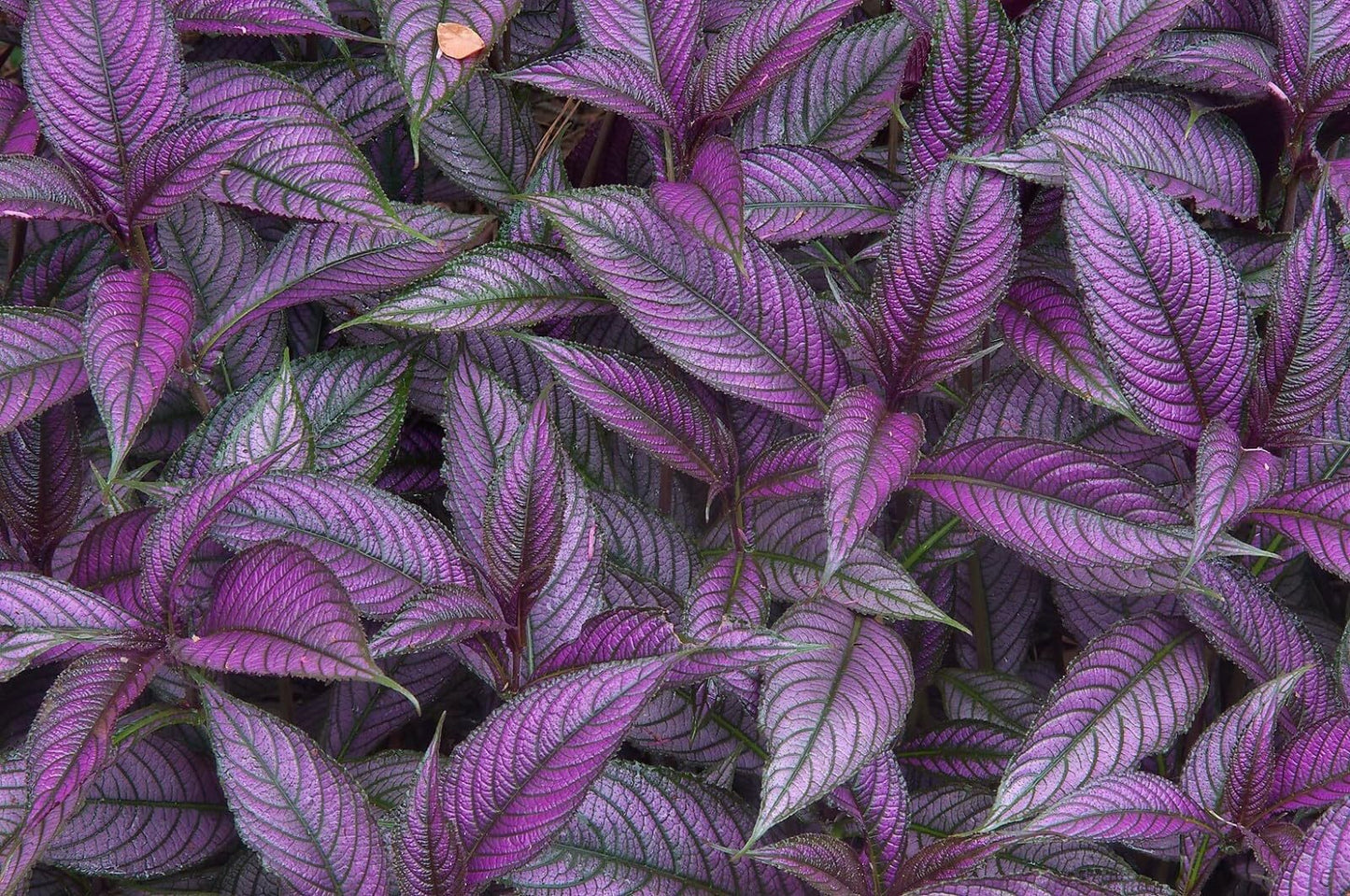 Live Plant - Persian Shield**Strobilanthes Dyerianus Starter Plant
