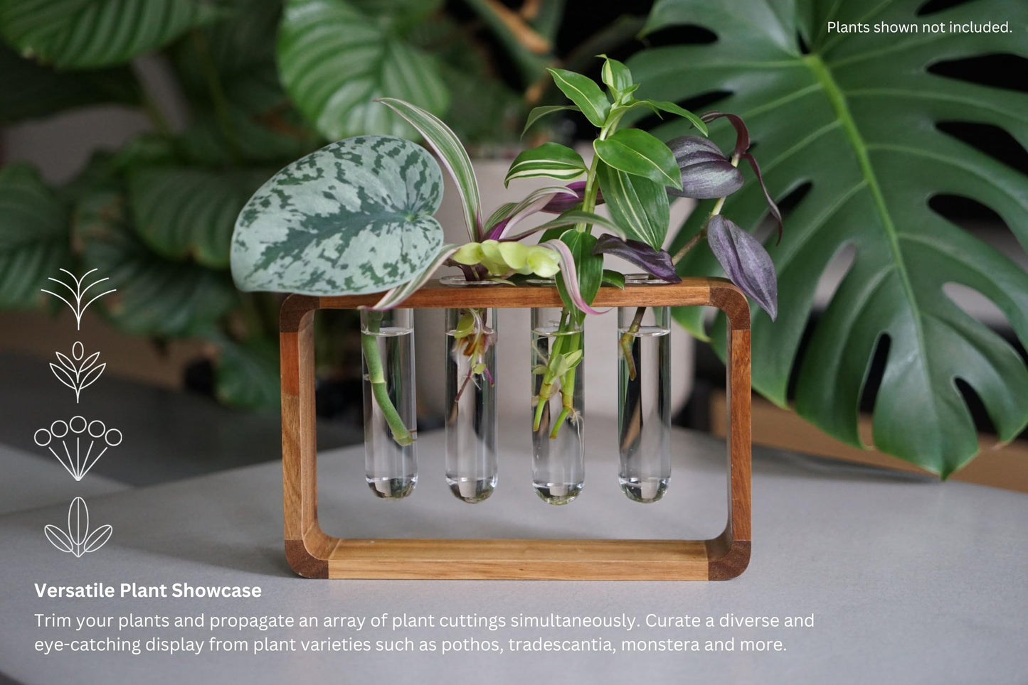 Source & Plot Plant Propagation Station - Acacia Wood Stand with 4 Glass Test Tubes, Tabletop Hydroponic Terrarium Planter Rack for Rooting & Houseplant Decor, Gift for Plant Lovers