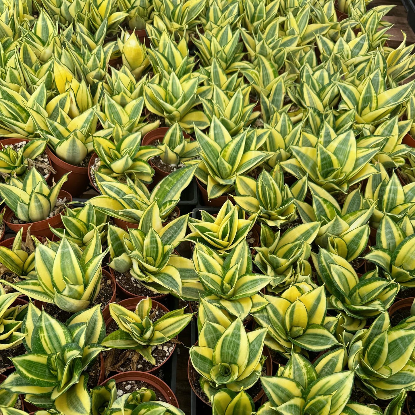 4" Live Snake Plants, Easy Care Houseplant for Home and Office Decor, Great Gift for Housewarming, Birthday, Thanksgiving