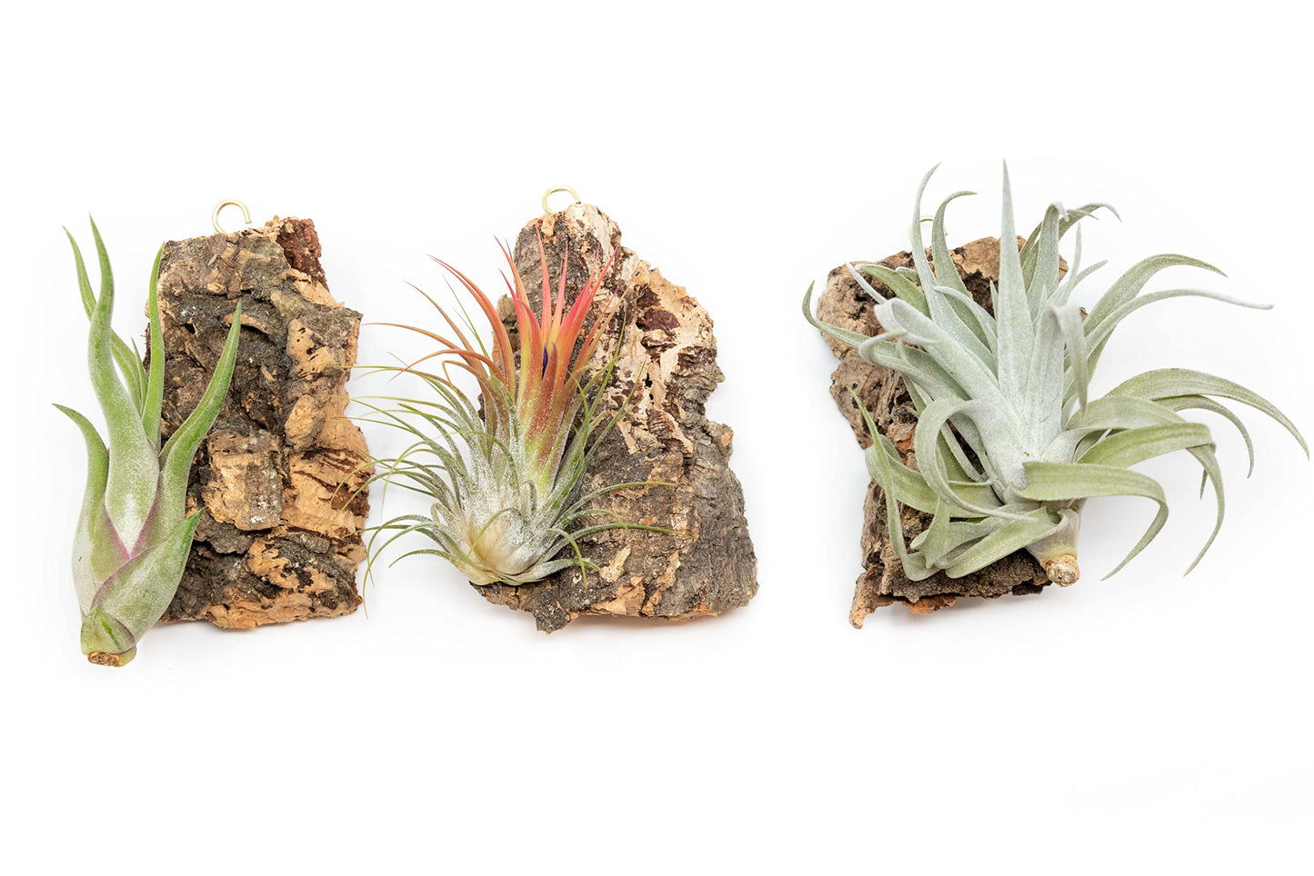3 Small Chunk Natural Cork Bark DIY Kit with Three Assorted Air Plants, Glue and Hook - Live Tillandsia Succulent House Plant - Wholesale and Bulk - Easy Care Indoor and Outdoor Plants