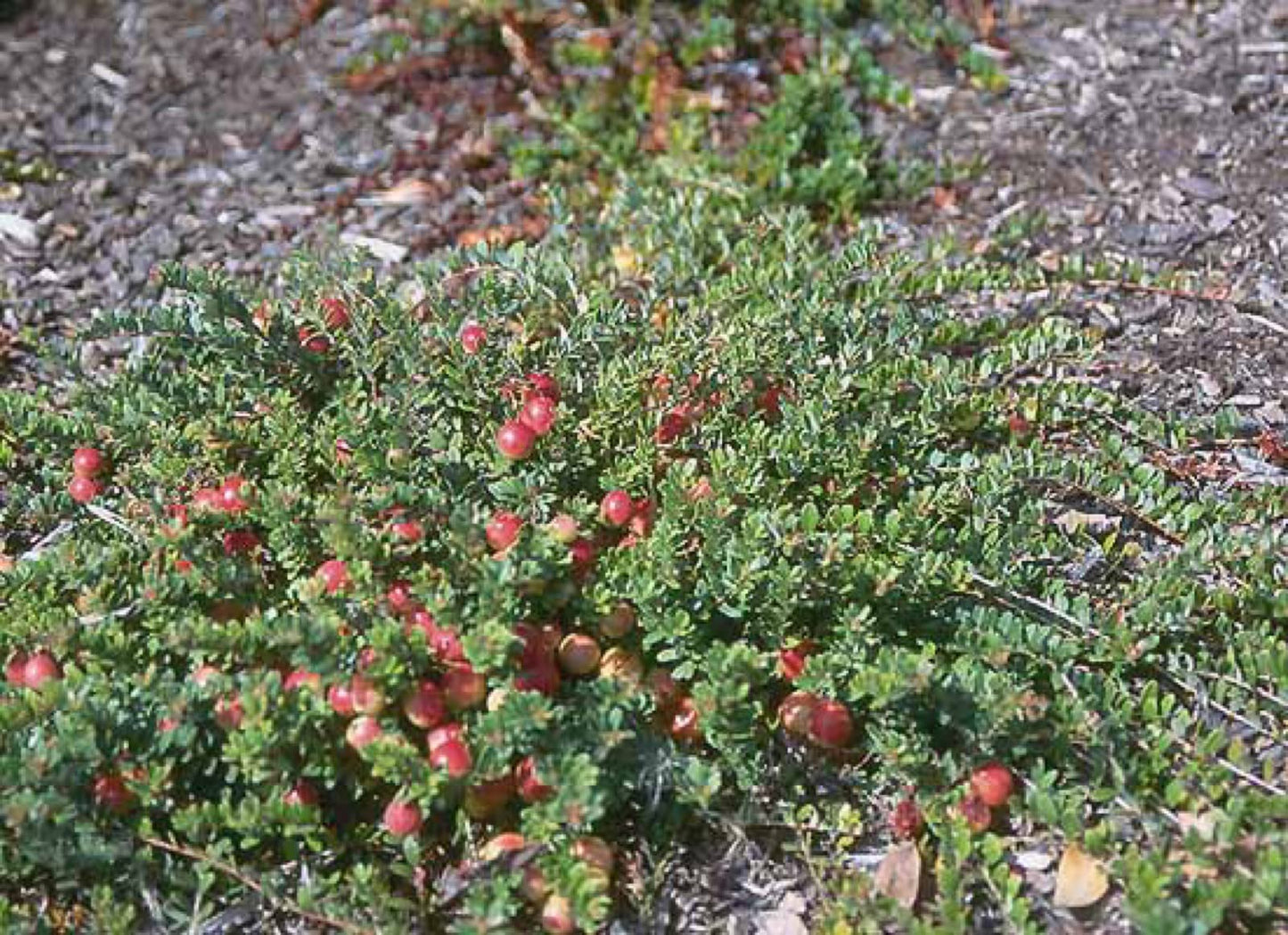 1 Plant Pilgrim Cranberry (Vaccinium Macrocarpon) 1 Year Old