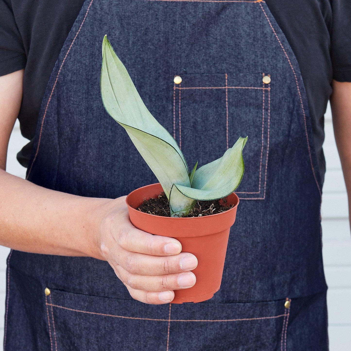 Snake Plant Moonshine | Live Plant for Indoor & Outdoor | for Living Room, Office, Bathroom | (4" Pot)