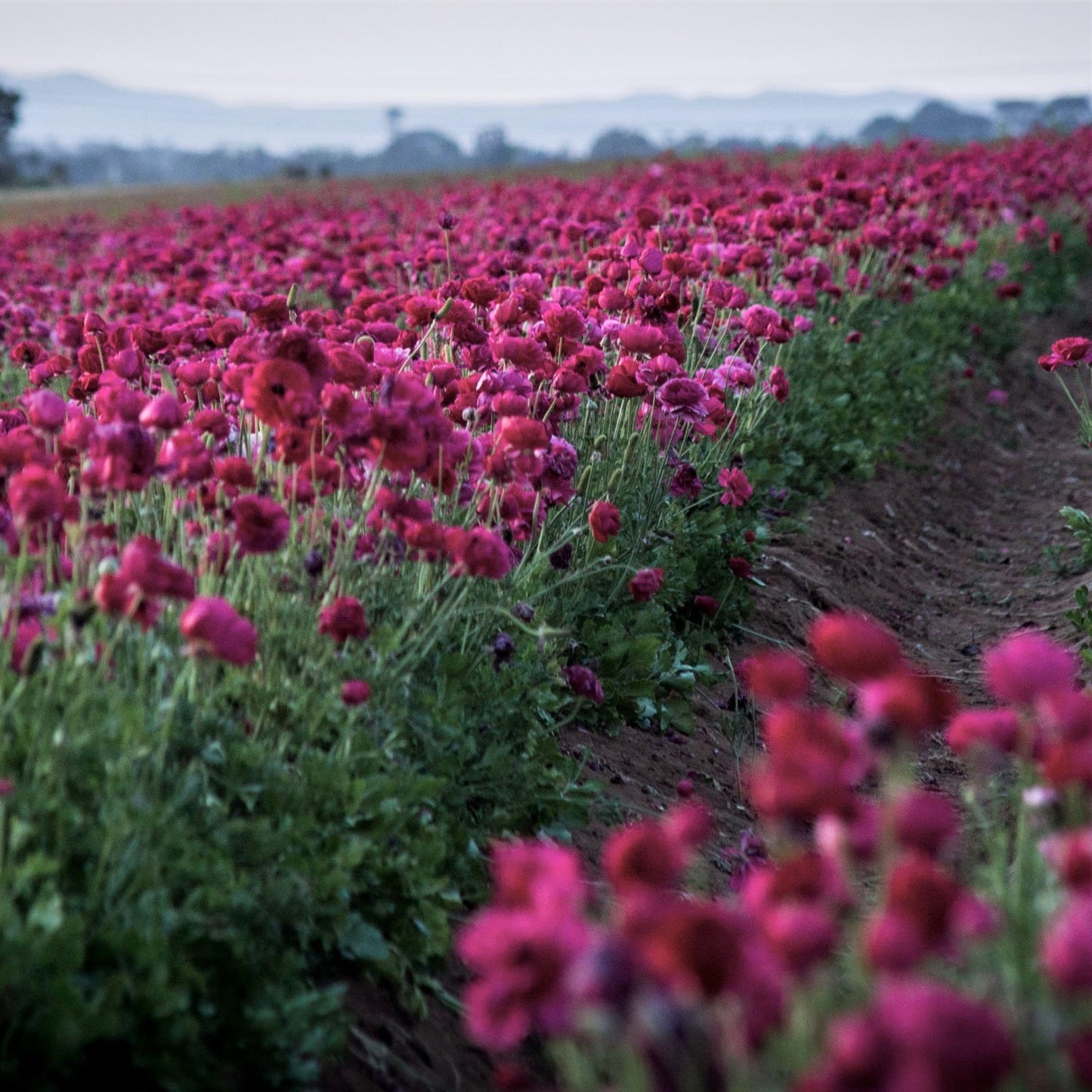 Easy to Grow Ranunculus Tecolote Purple 10 Flower Bulbs - Spring Purple Blooms in Sun, Carlsbad Flower Fields, Great for Cutting