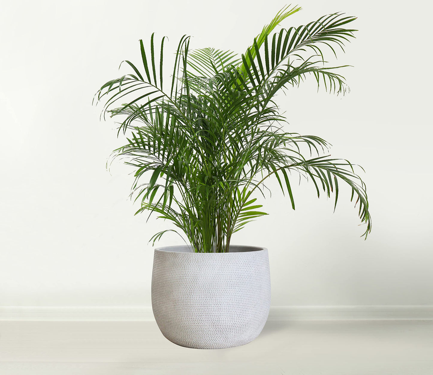 Olly & Rose Barcelona Ceramic Plant Pot Large 25cm 10 Inch - Light Grey Off White Flower Pots - Indoor & Outdoor Planters