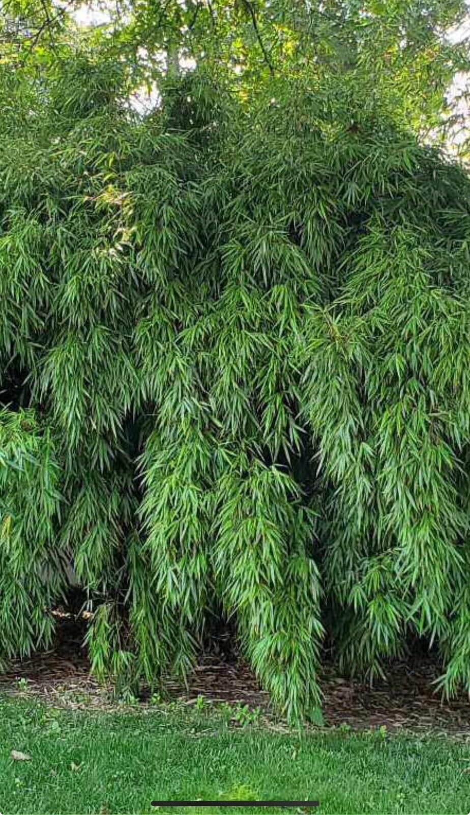Live Plant - fargesia dracocephala-Rooted Plant-Non Invasive-Cold Hardy-18-24”