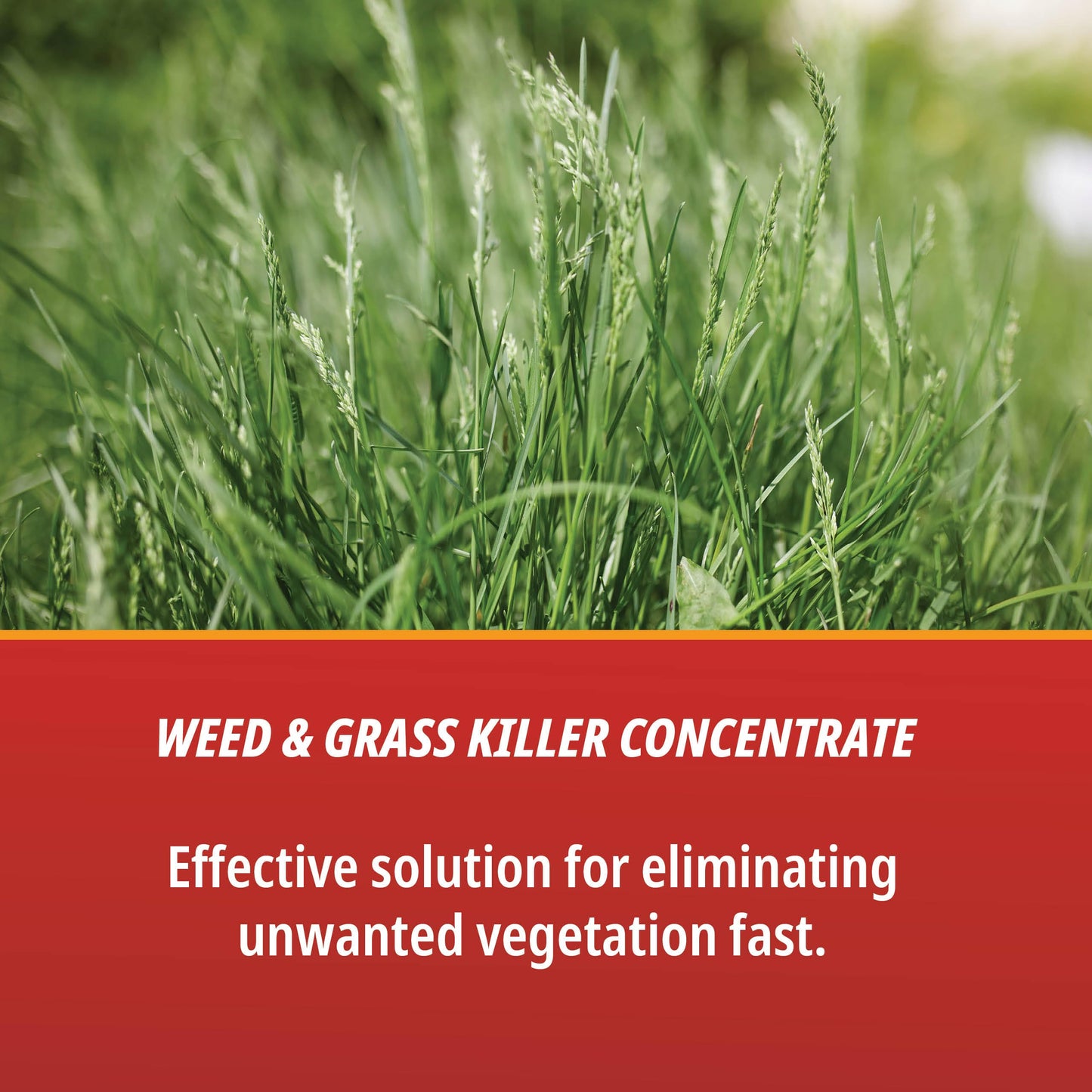 Control Solutions Inc. 82004319 Eraser Weed & Grass Killer Concentrate, 1_Gallon, 128 oz