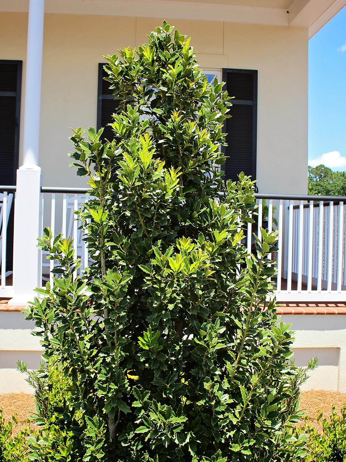 Oak Leaf Holly, Emerald Green Foliage, Medium Growth Rate, Evergreen, 1-2 ft. Height, 3 gal Nursery Pot