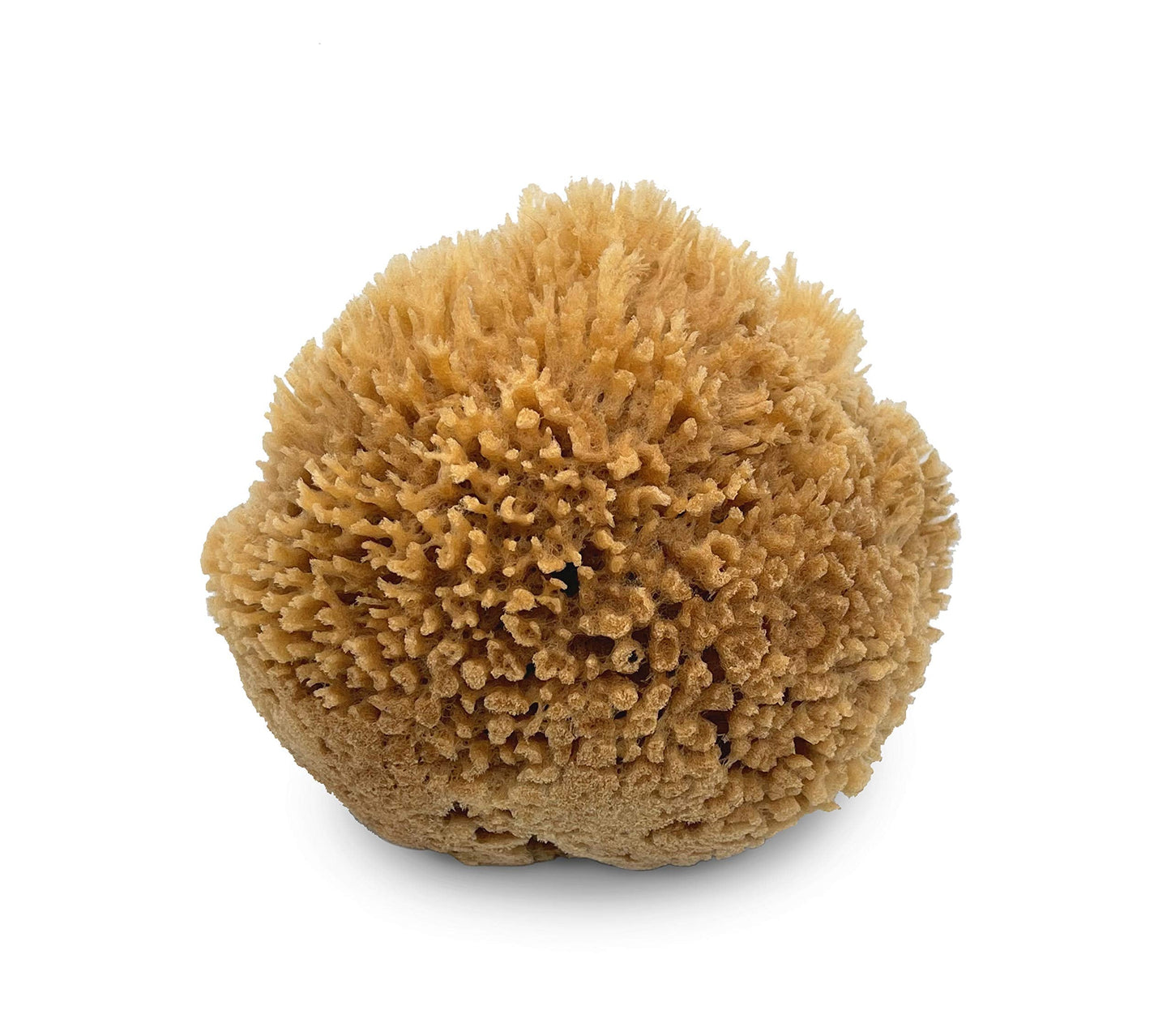 Lullingworth® Natural Sea Wool Art Sponge: Premium Professional Grade 5-6" Unbleached, Excellent for Painting, Decorating, Texturing, Marbling, Limestone/Venetian Plaster, Faux Finishes, Crafts